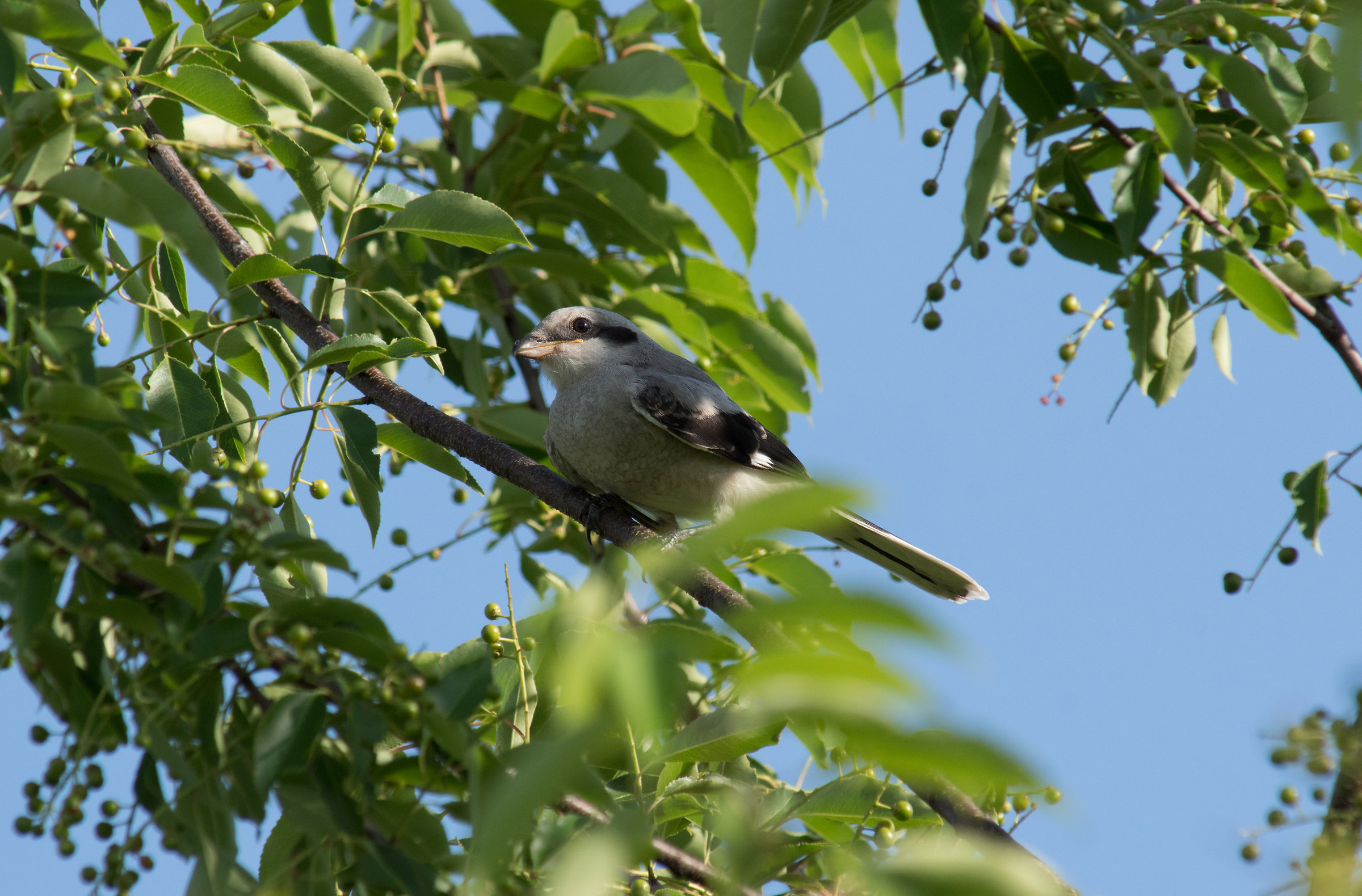 Grande averla grigia (Lanius excubitor)