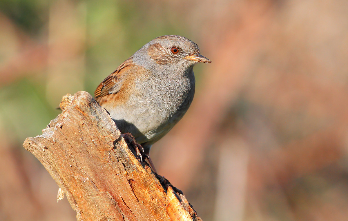 Passera Dunnock