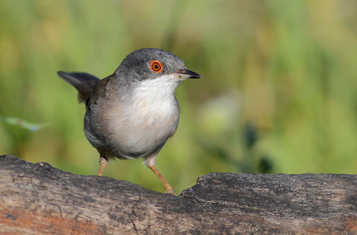 Sardinian Warbler