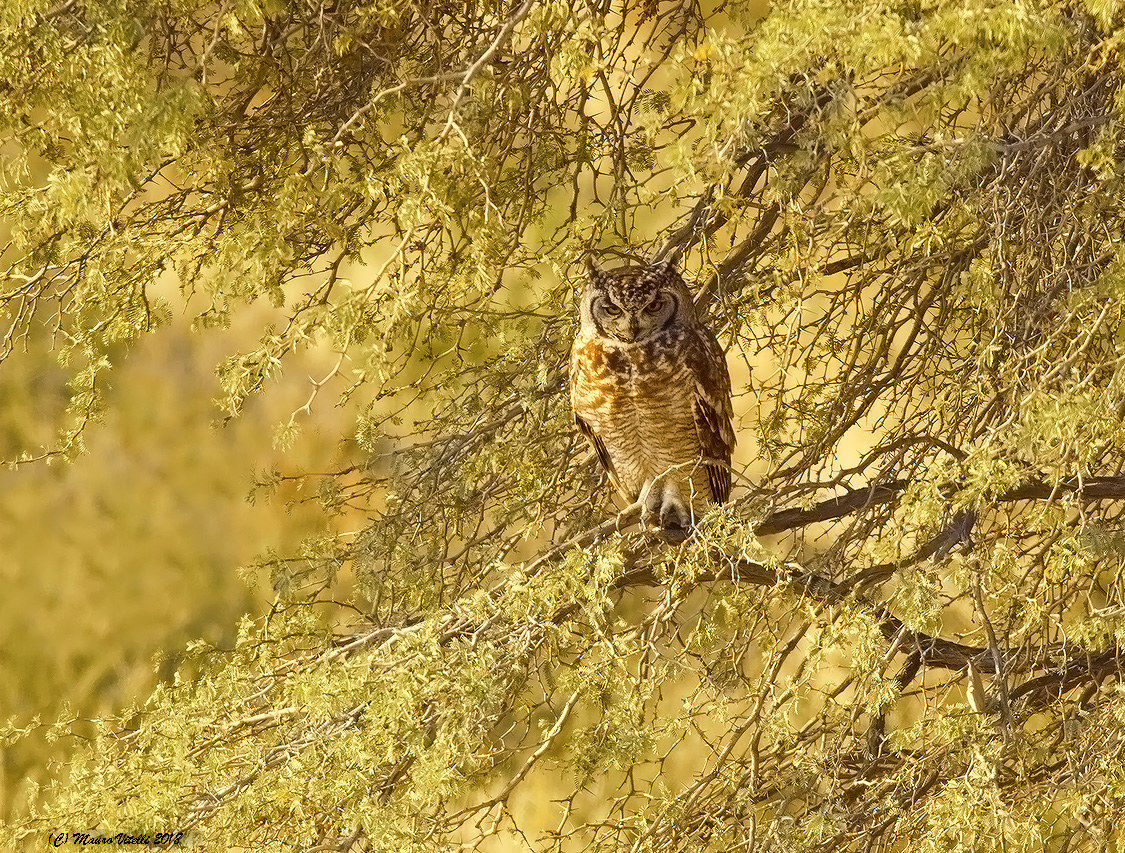 Spotted Eagle-Owl (Bubo africanus) Kalahari