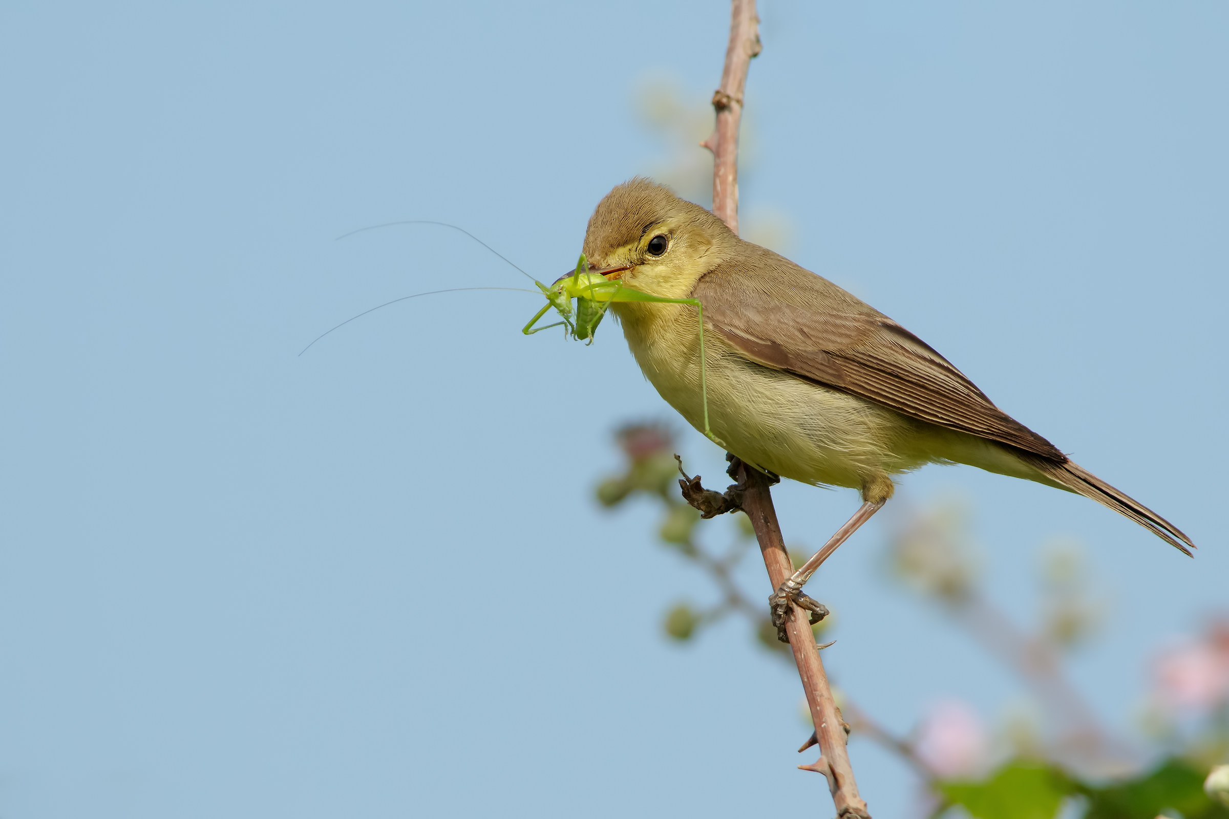 Canapino (Hippolais Polyglotta)