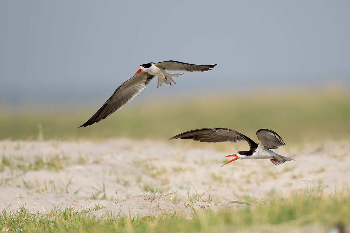 African Skimmer