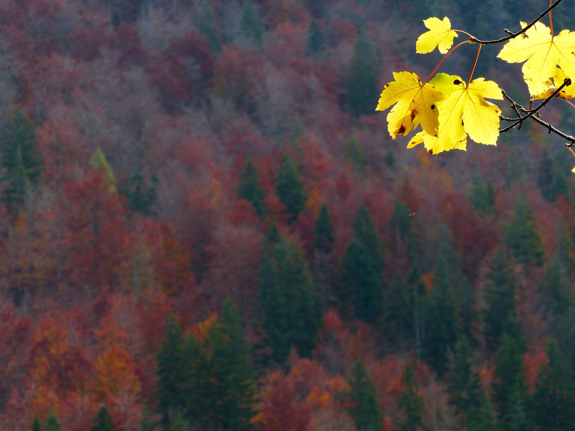 I protagonisti dell'autunno