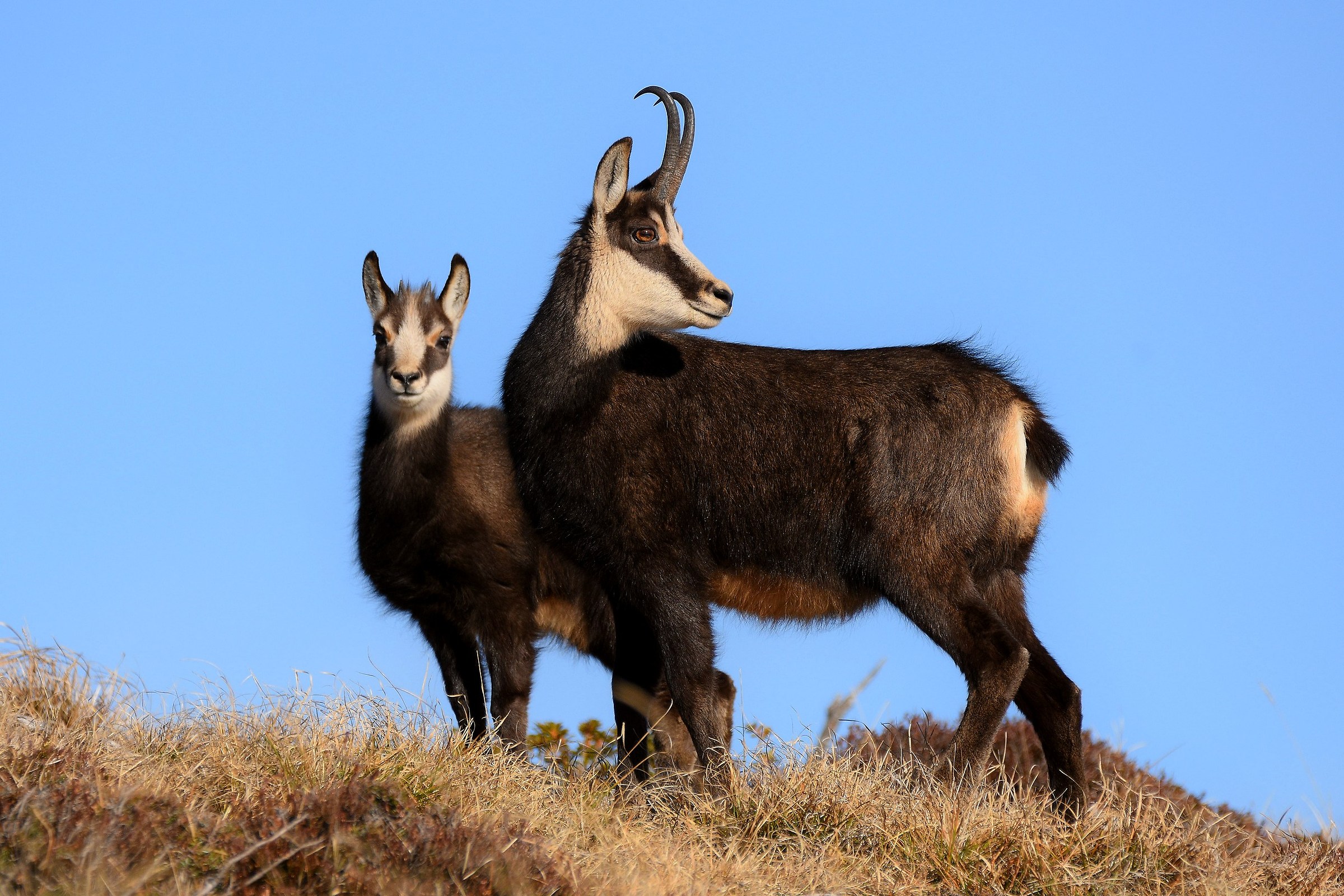 Sempre insieme (Rupicapra rupicapra)