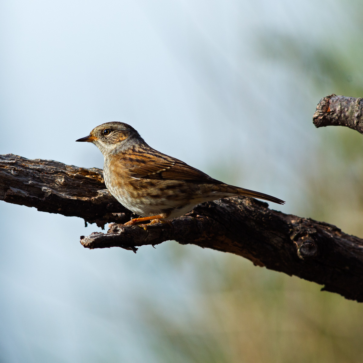 Passera Scopaiola - Prunella modularis