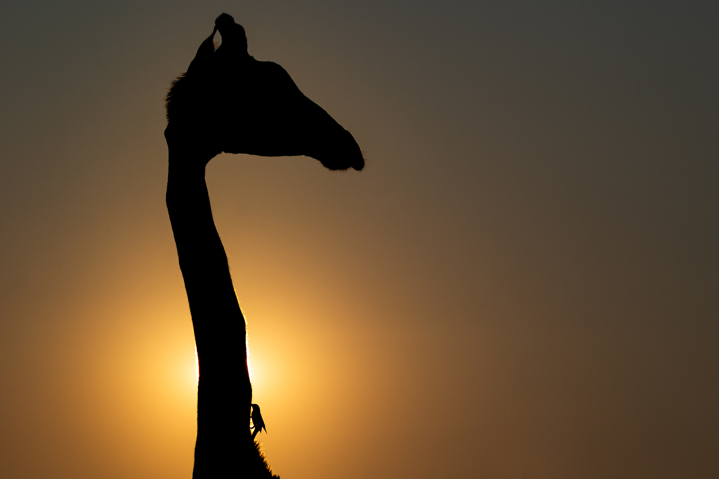 La Giraffa e la Bufaga