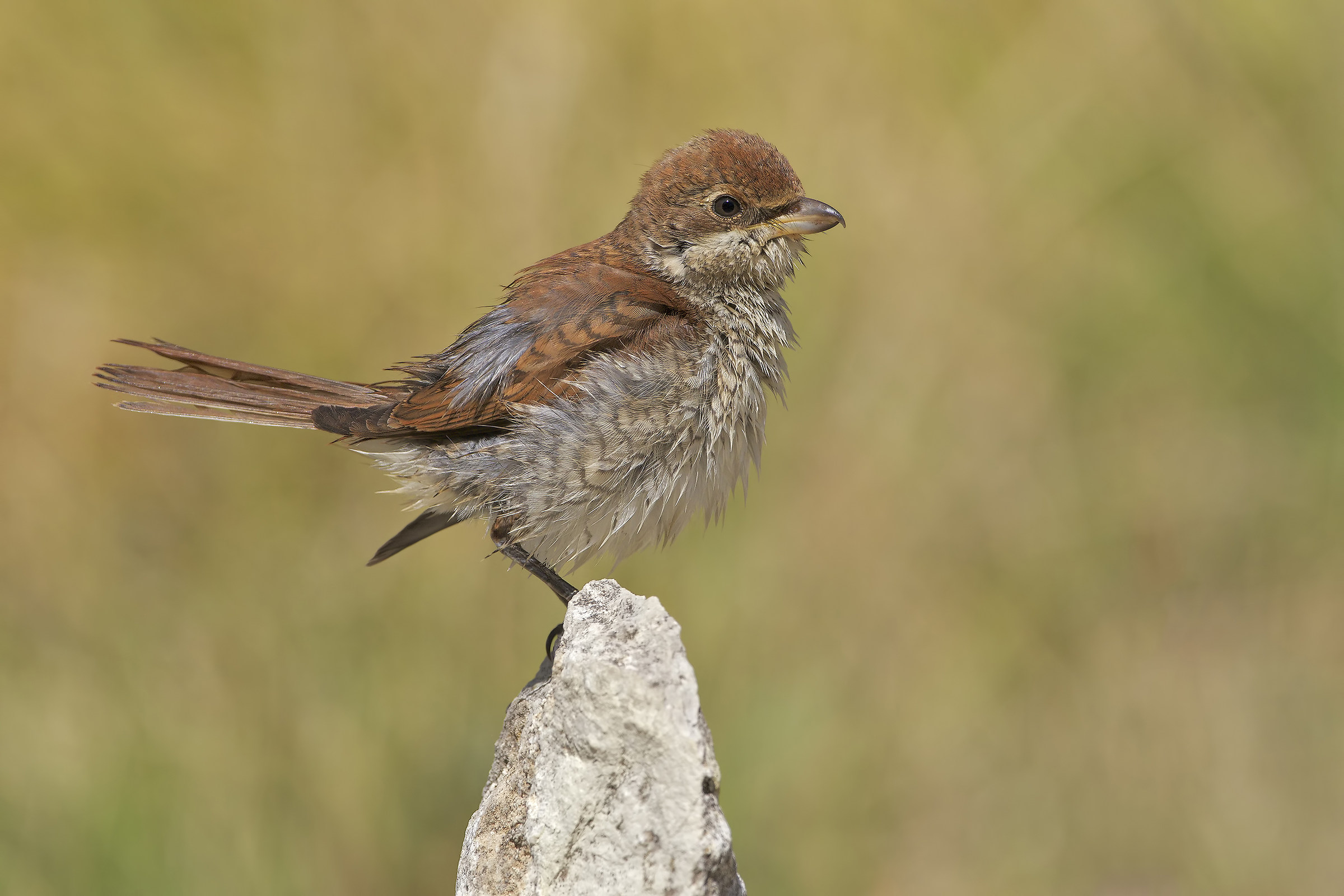 Have her little juv.