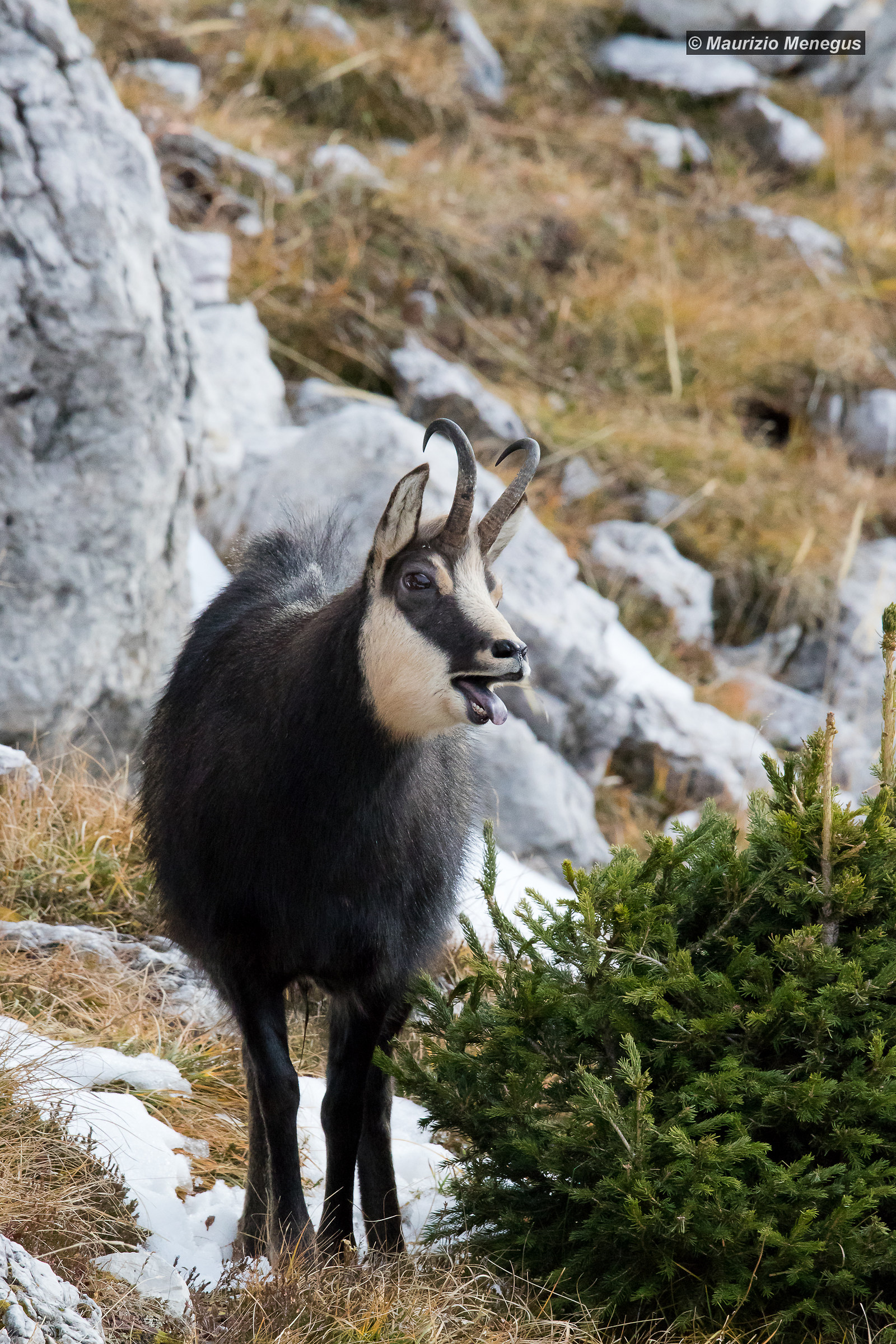 L'eccitazione del camoscio