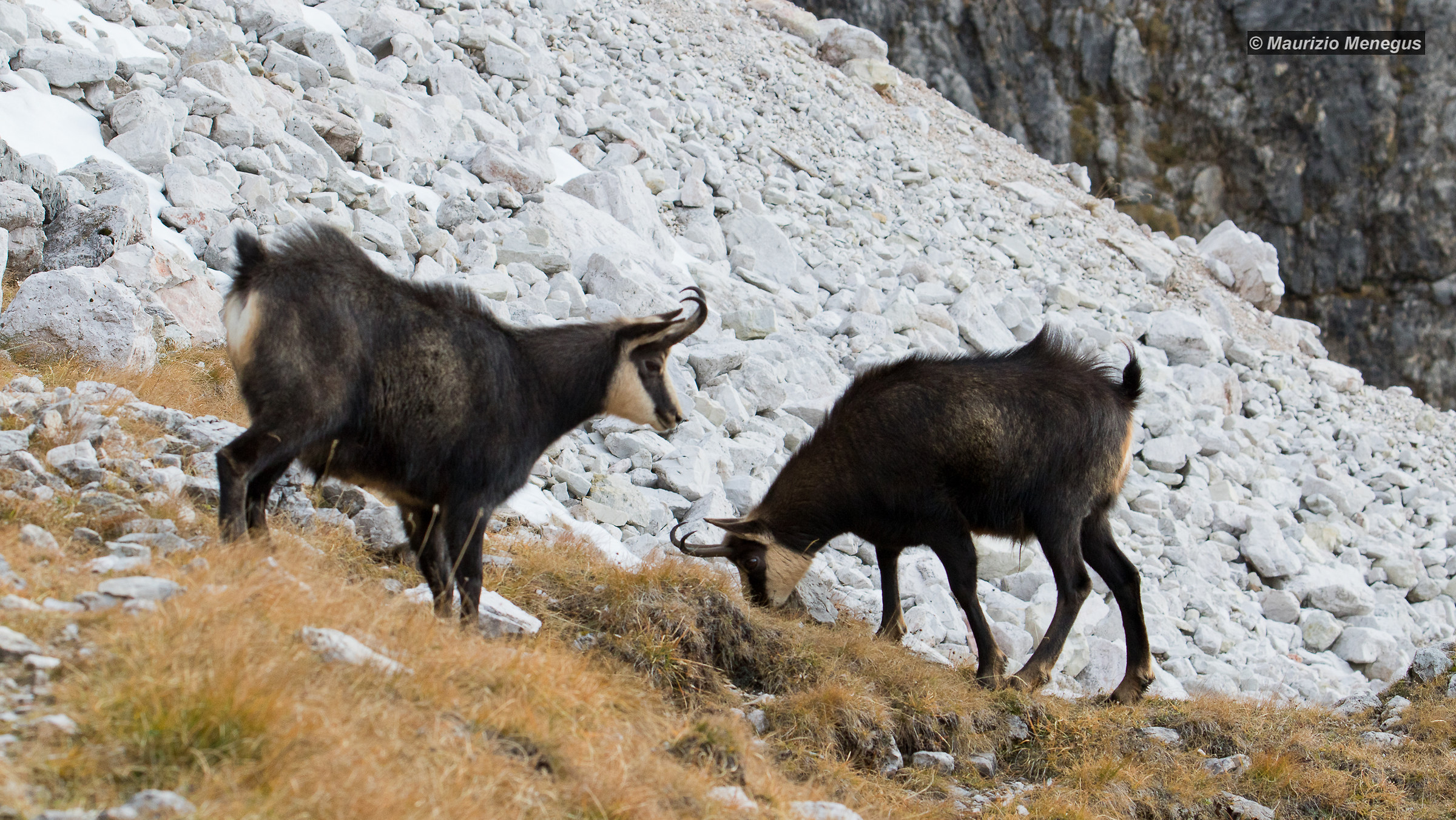 Maschi adulti di camoscio
