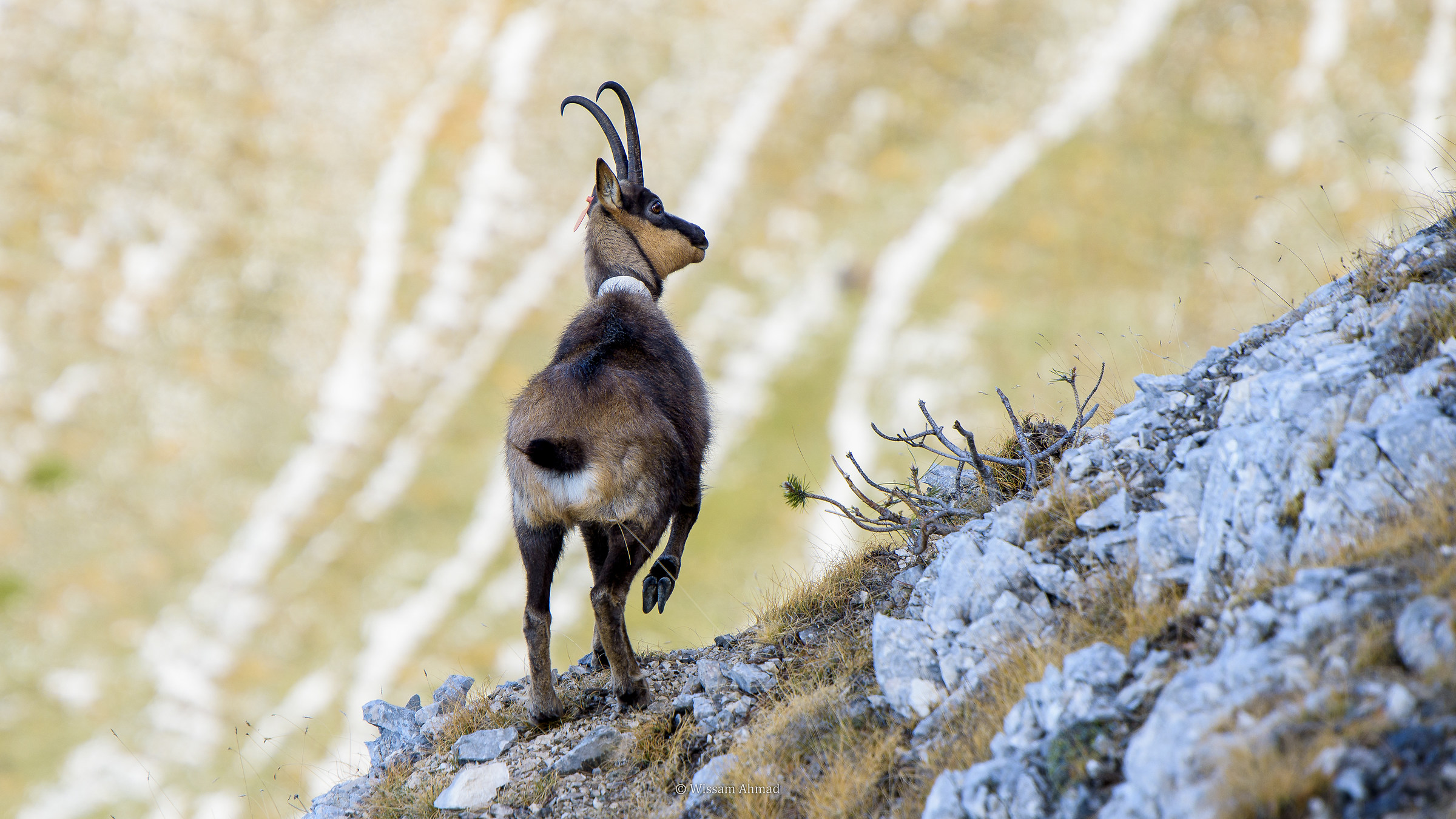 The chamois on the Sibillini Marche