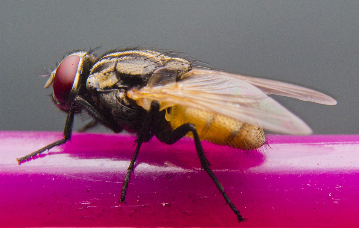 Moscow on the washing line