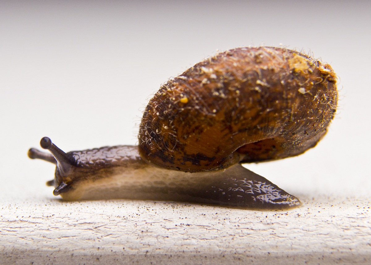 Snail