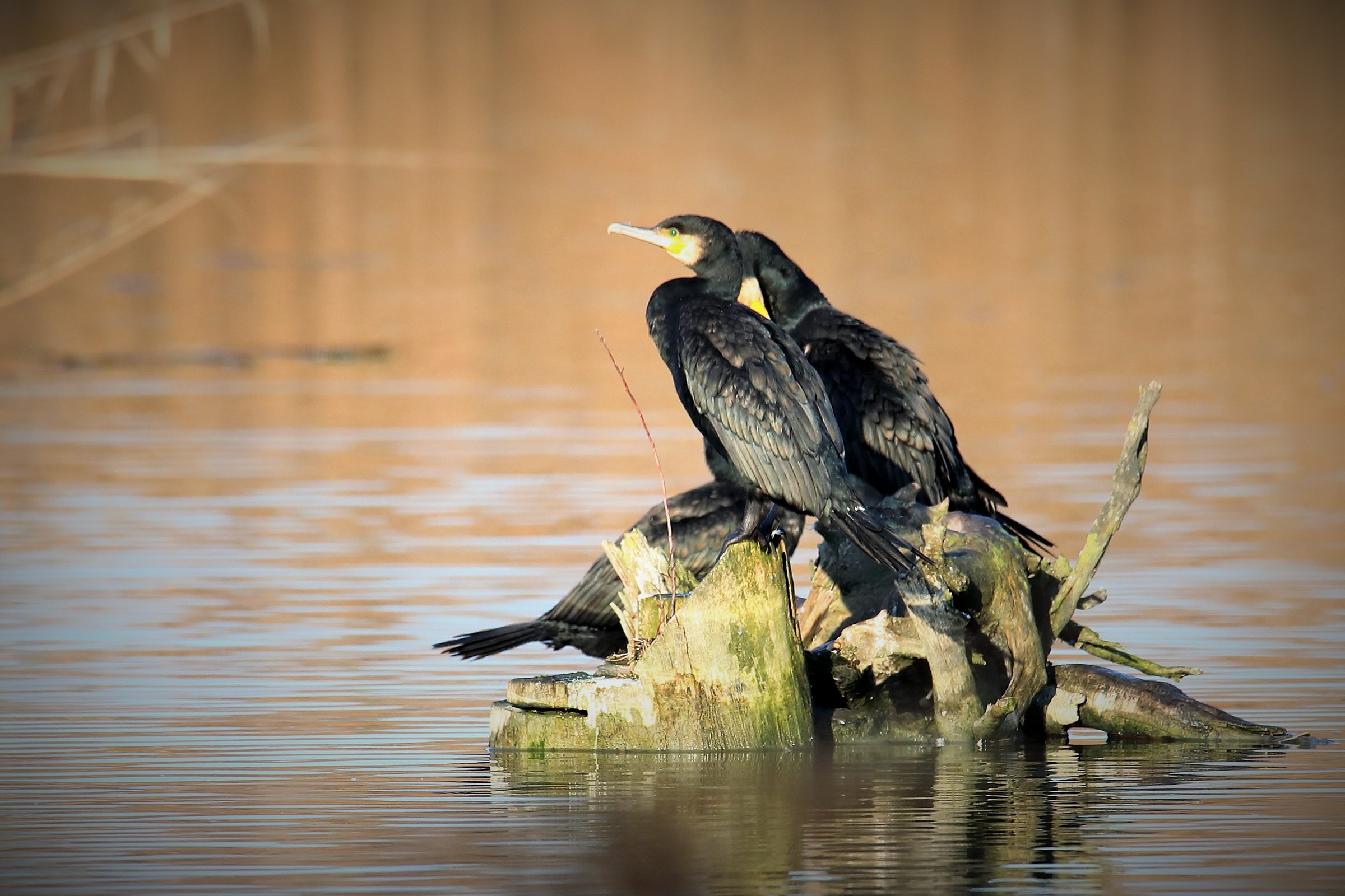 Three friends at the bar