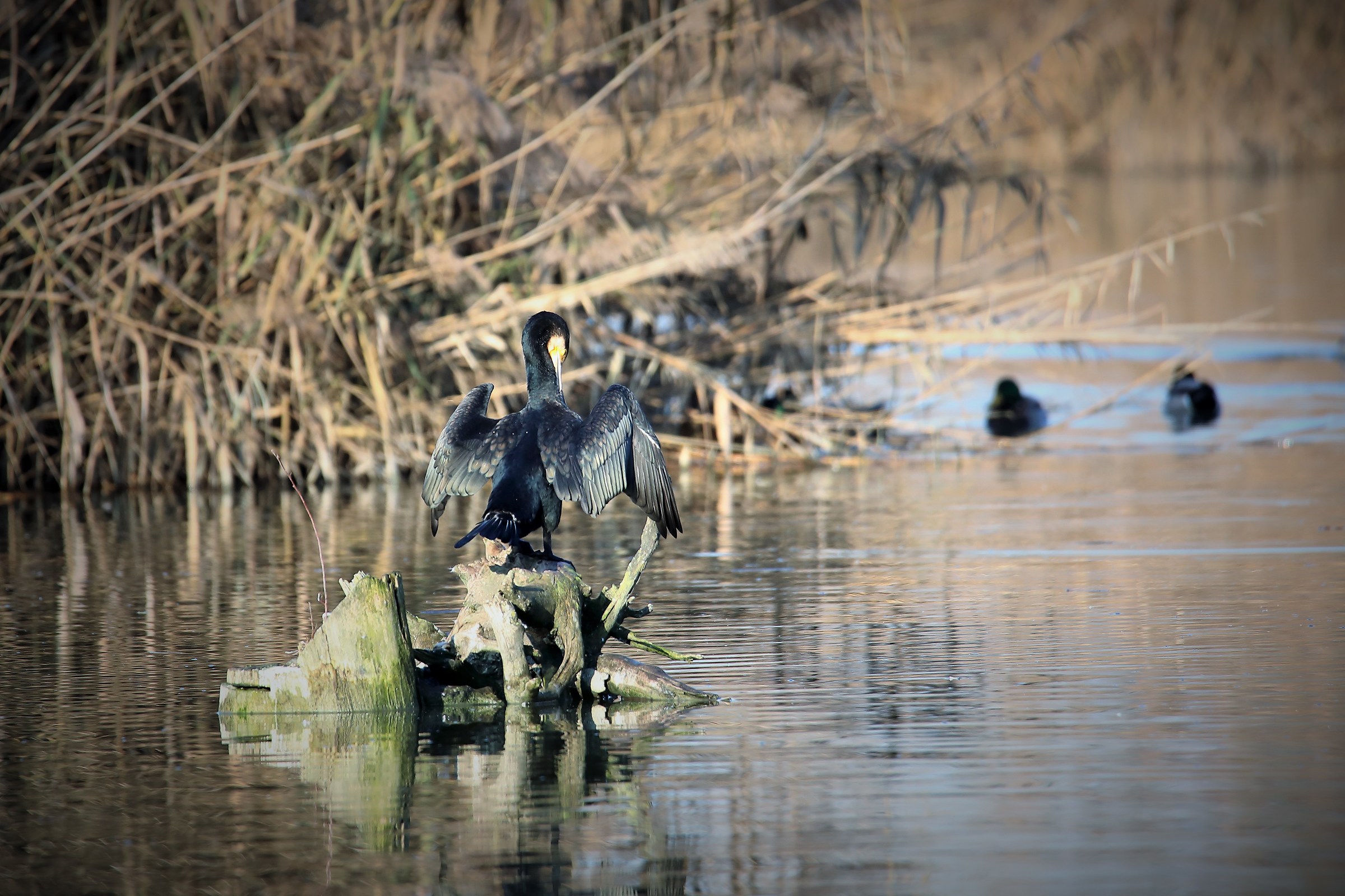 Three friends at the bar remained alone