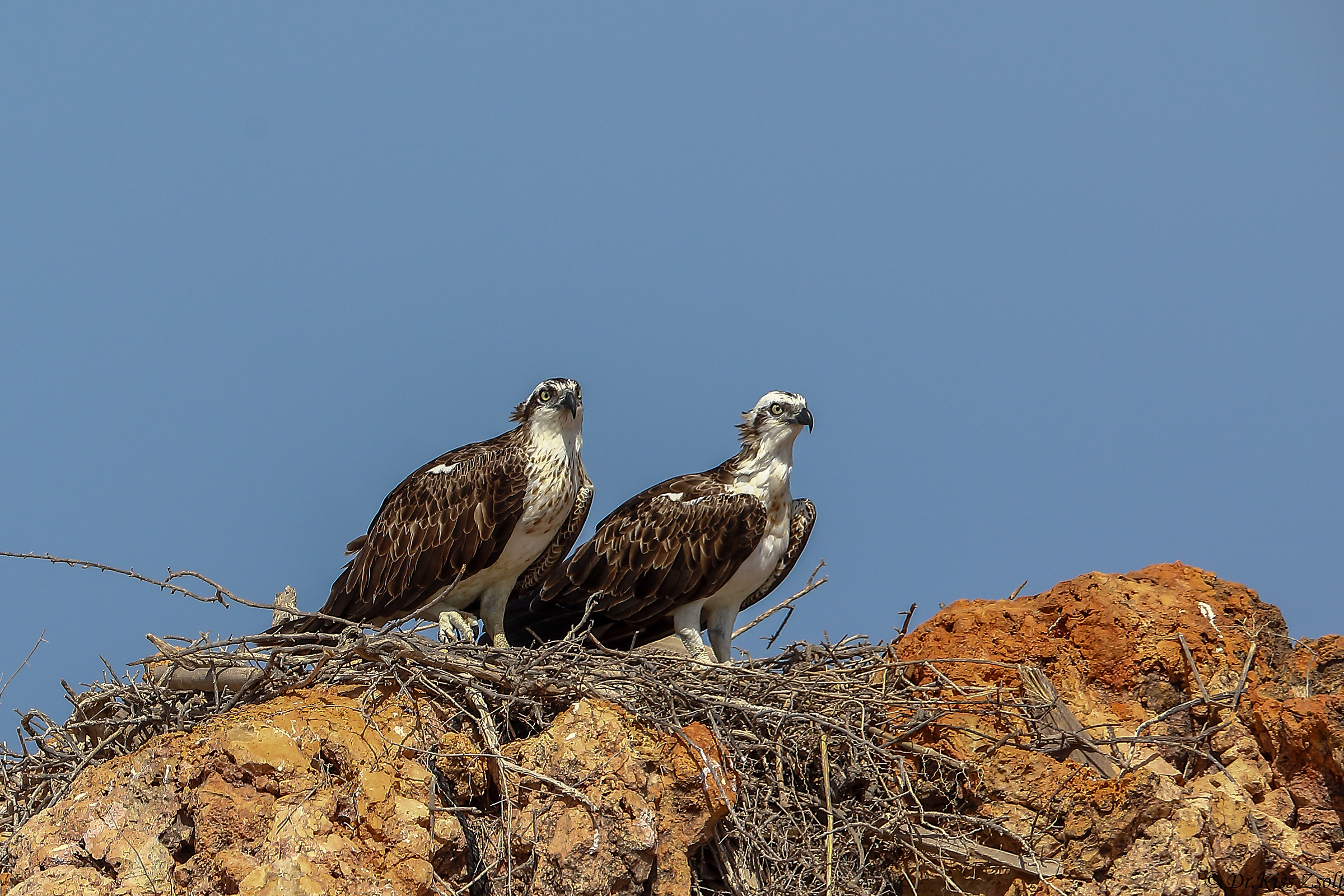 Giovani Ospreys, in attesa dei loro genitori