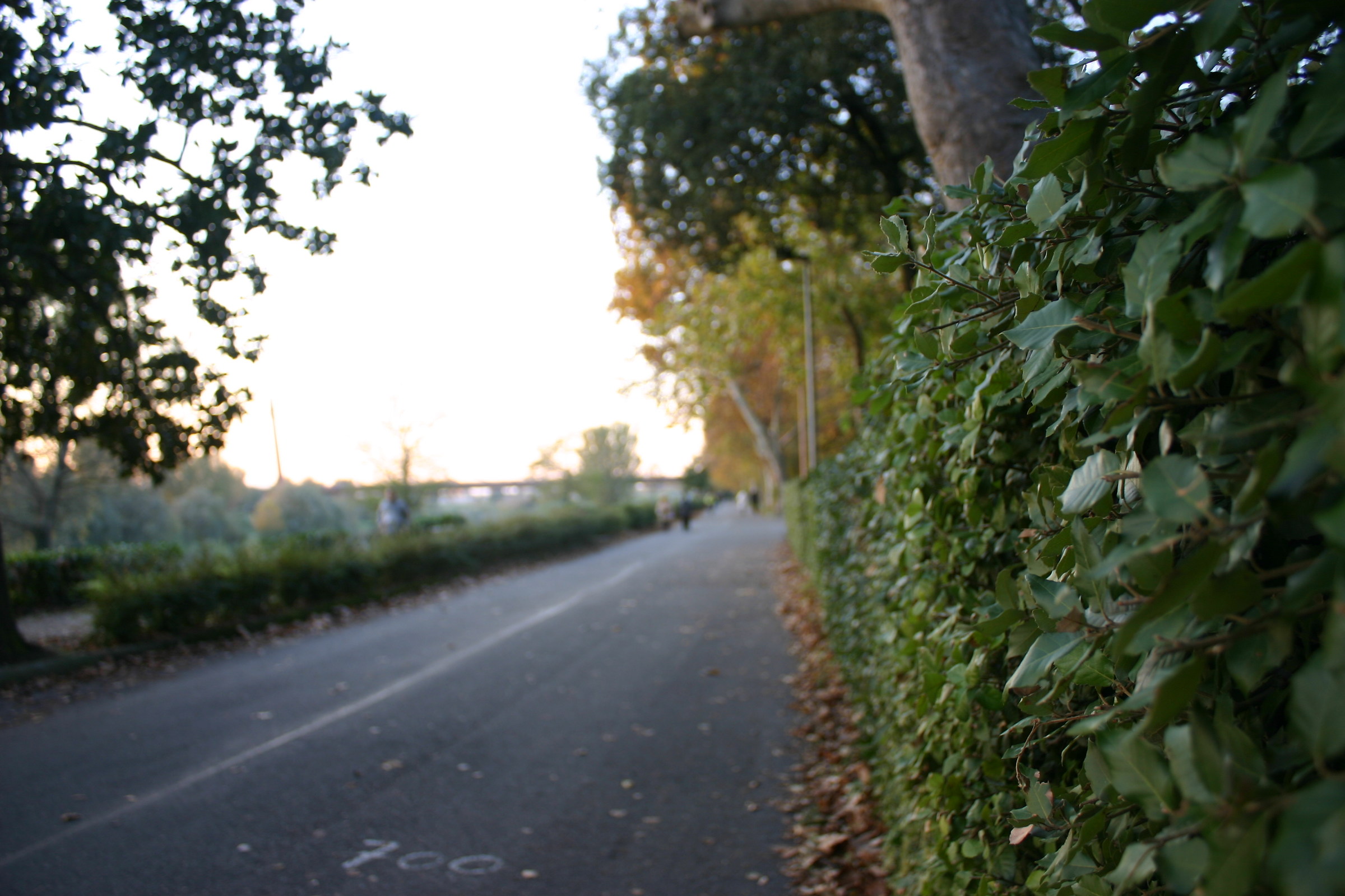 Il viale al tramonto, autunno
