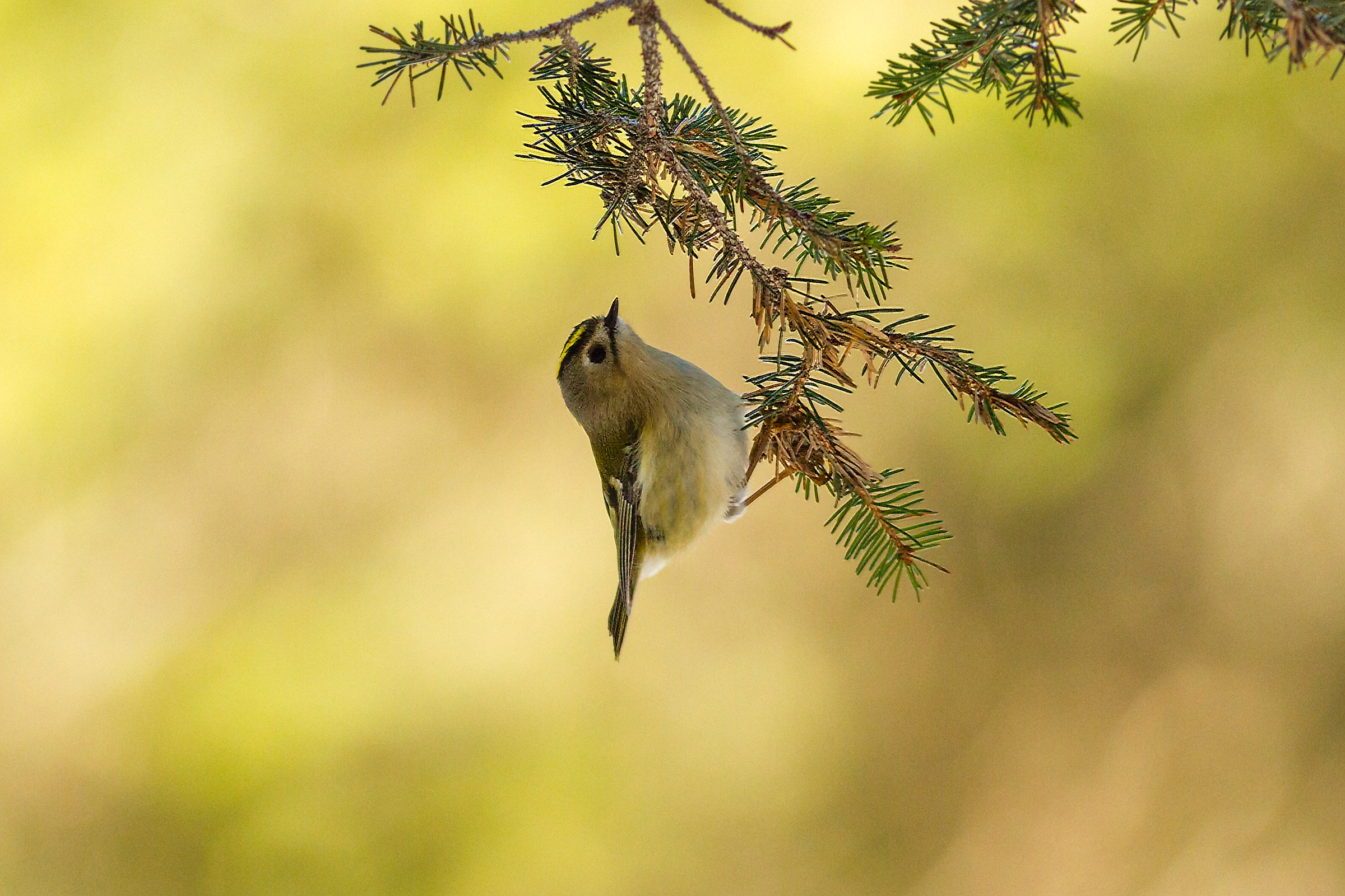 Bosco del Tretto - Regolo