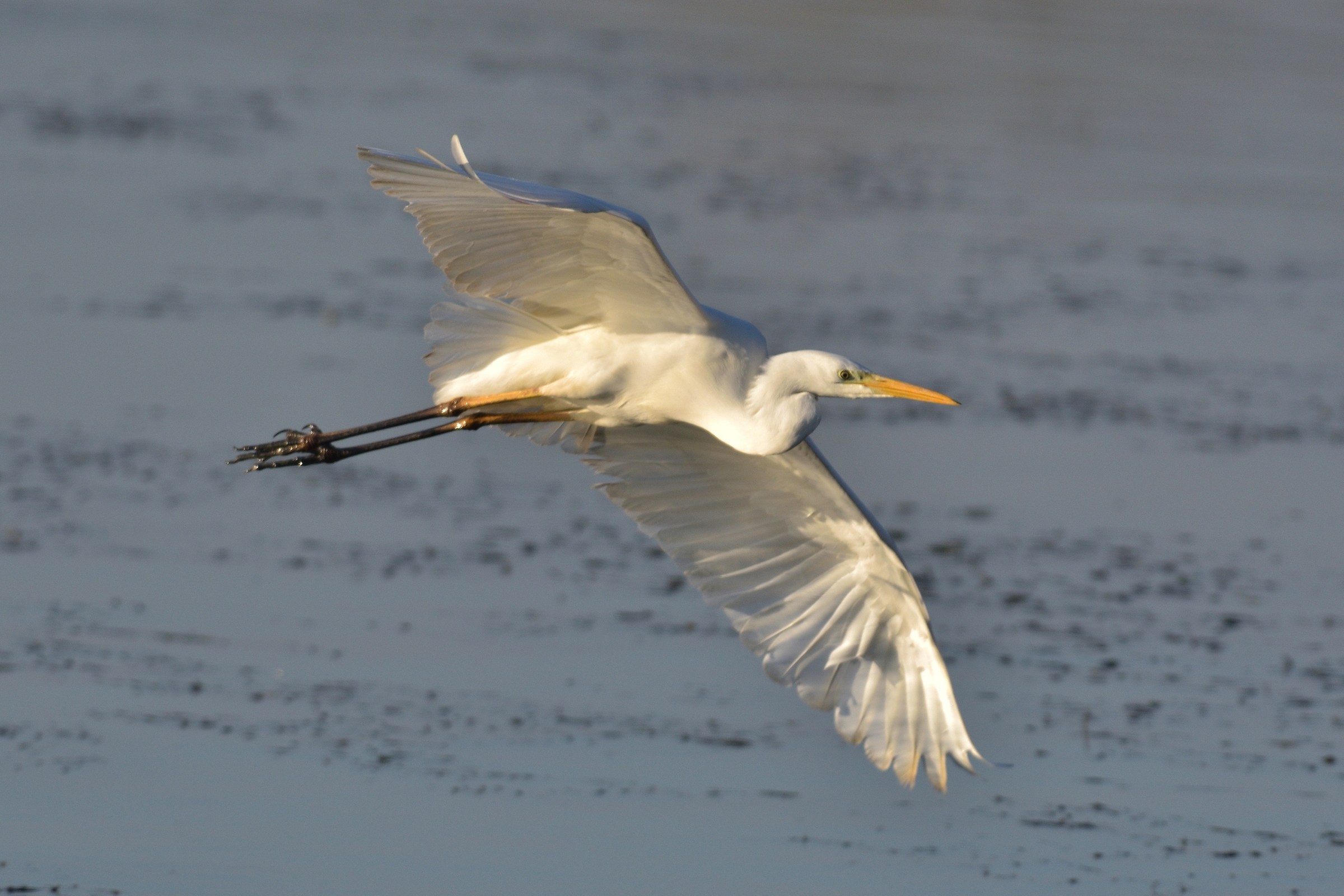 Greater White Heron