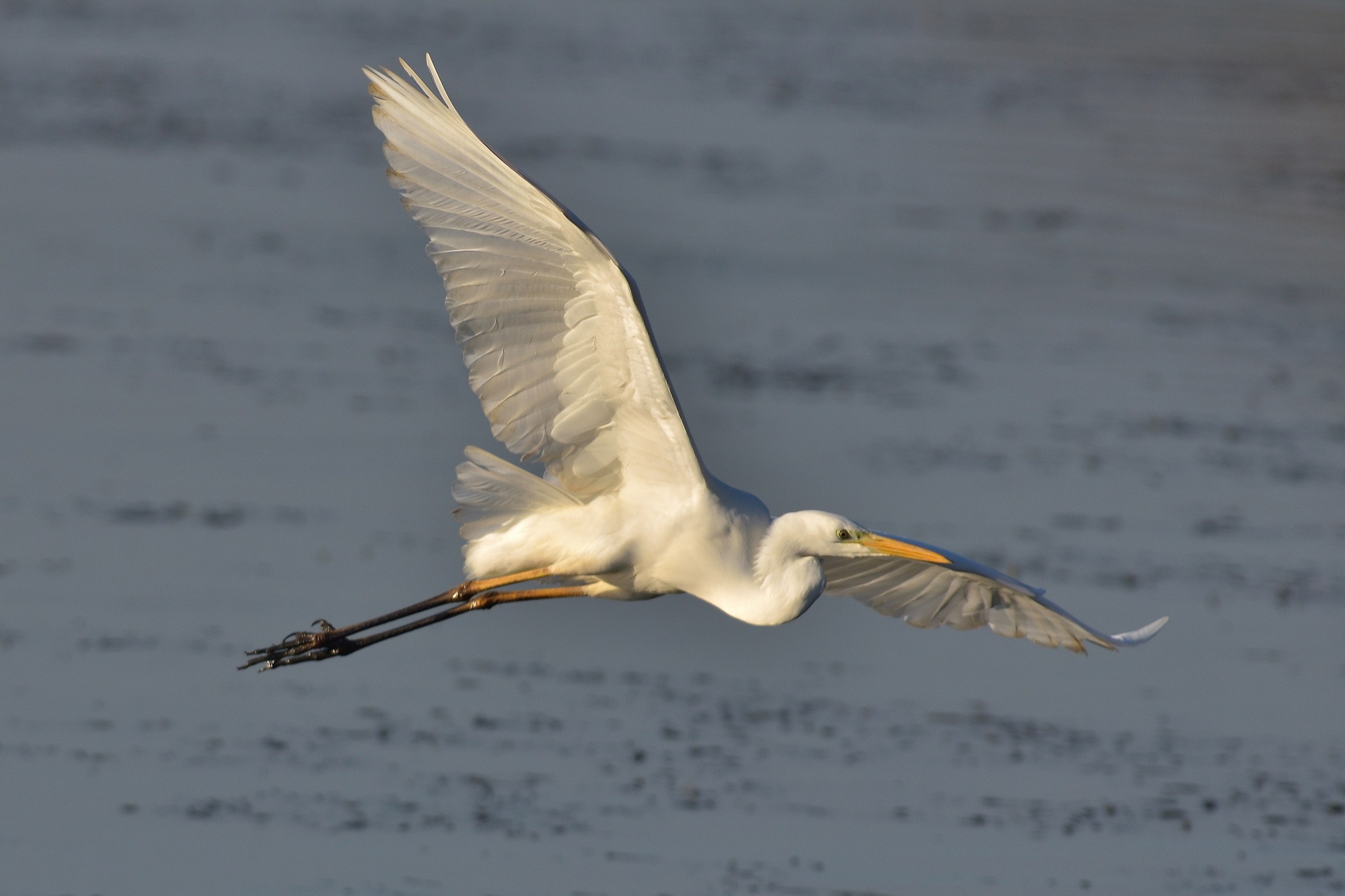 Greater White Heron