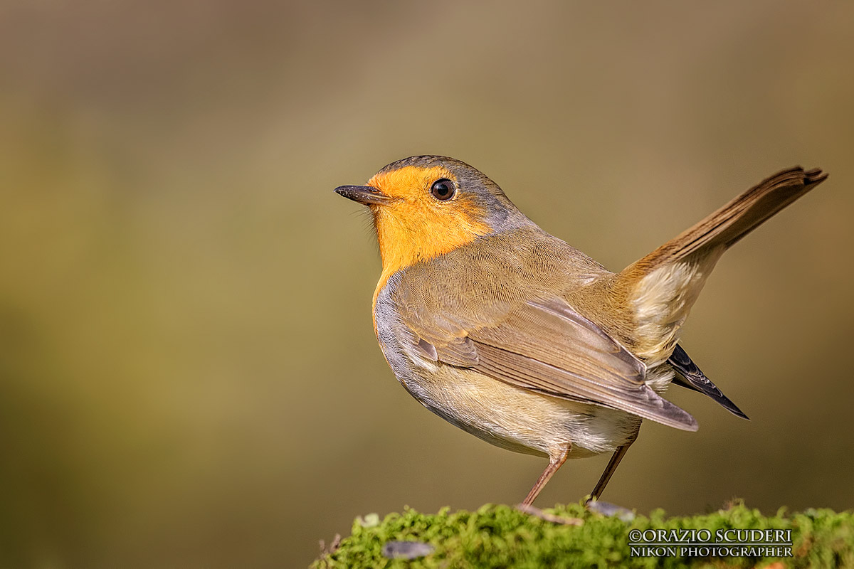 Erithacus Rubecula