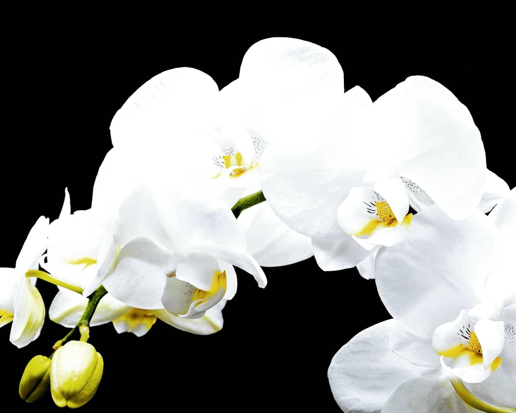 L'orchidea: la regina dei fiori