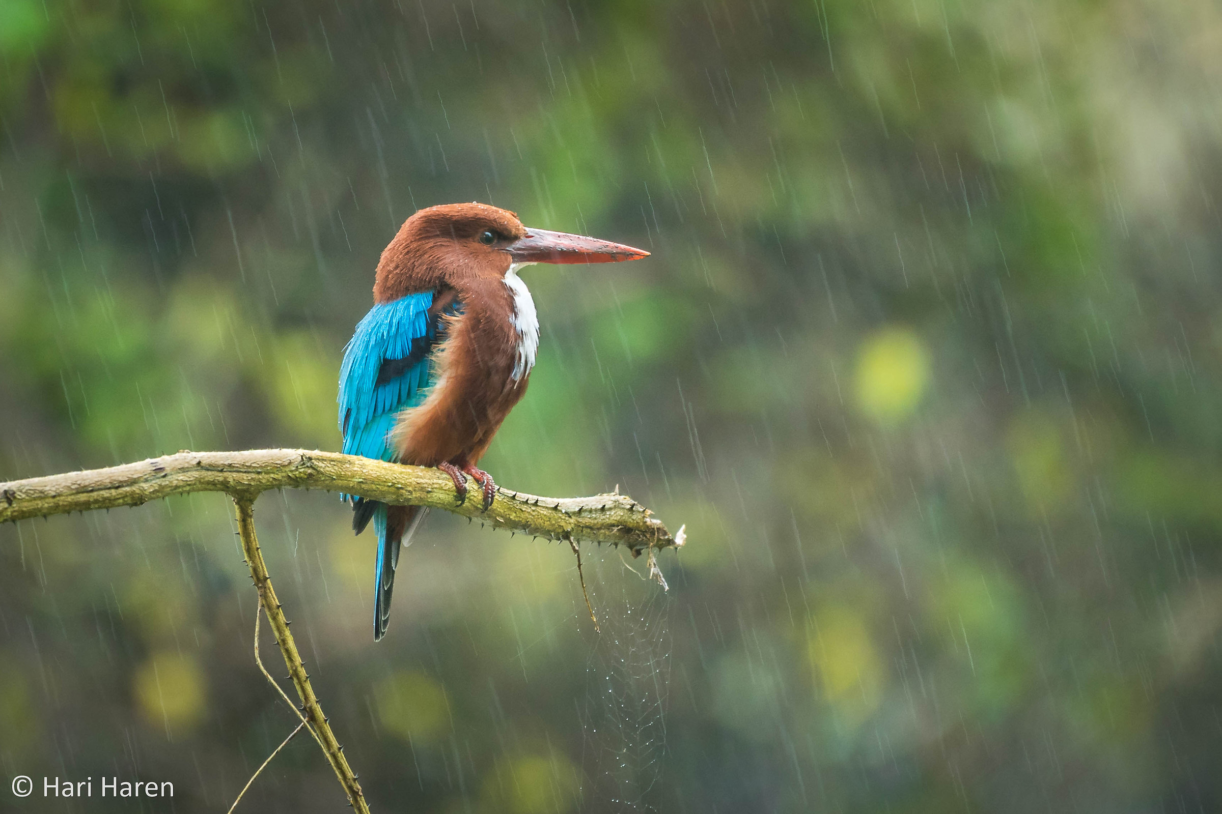 White-throated kingfisher