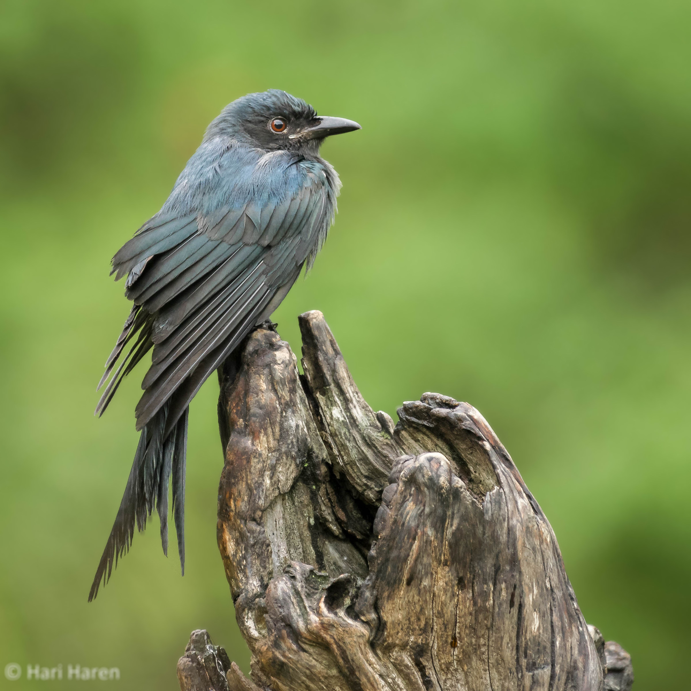 White-bellied drongo
