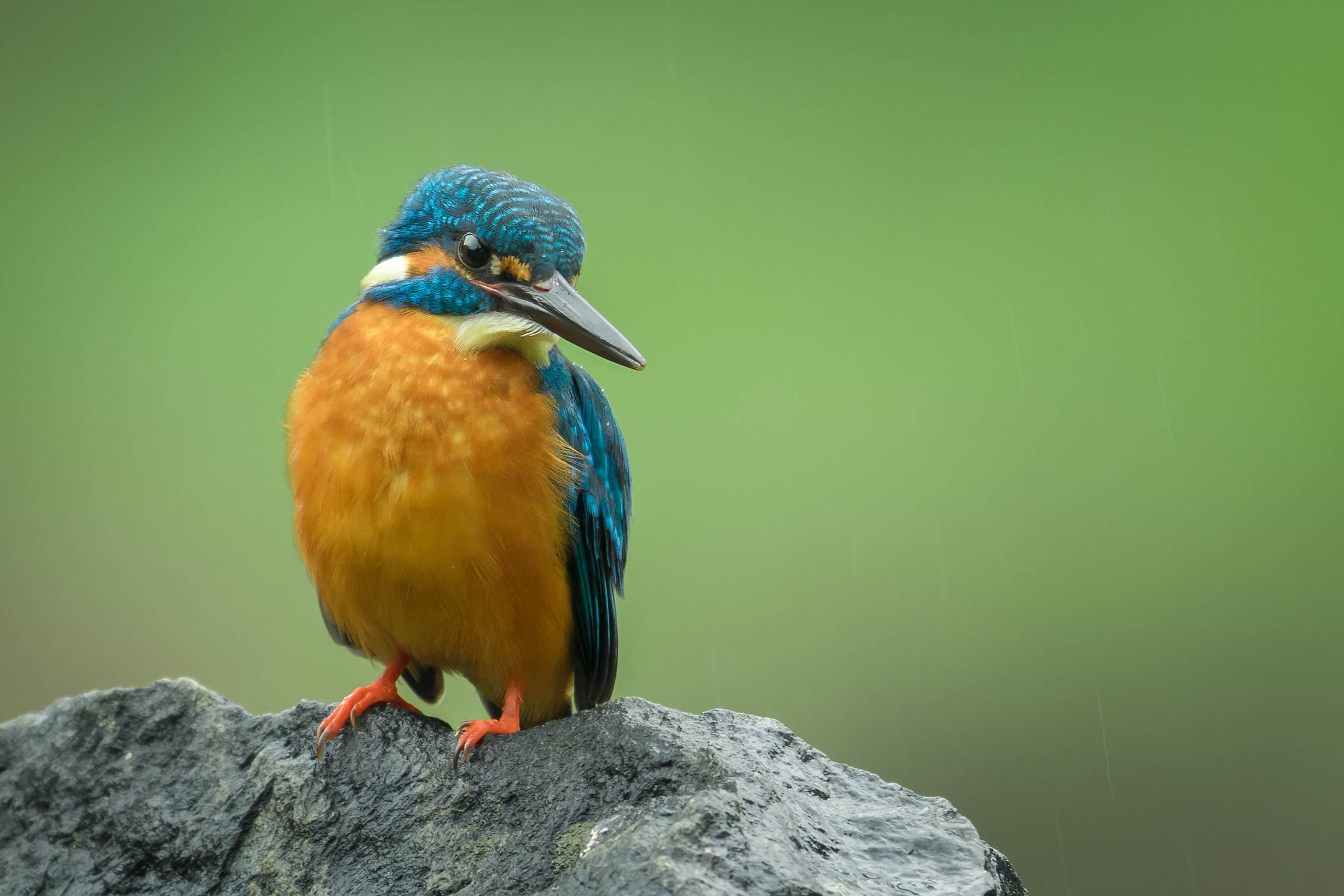Common kingfisher