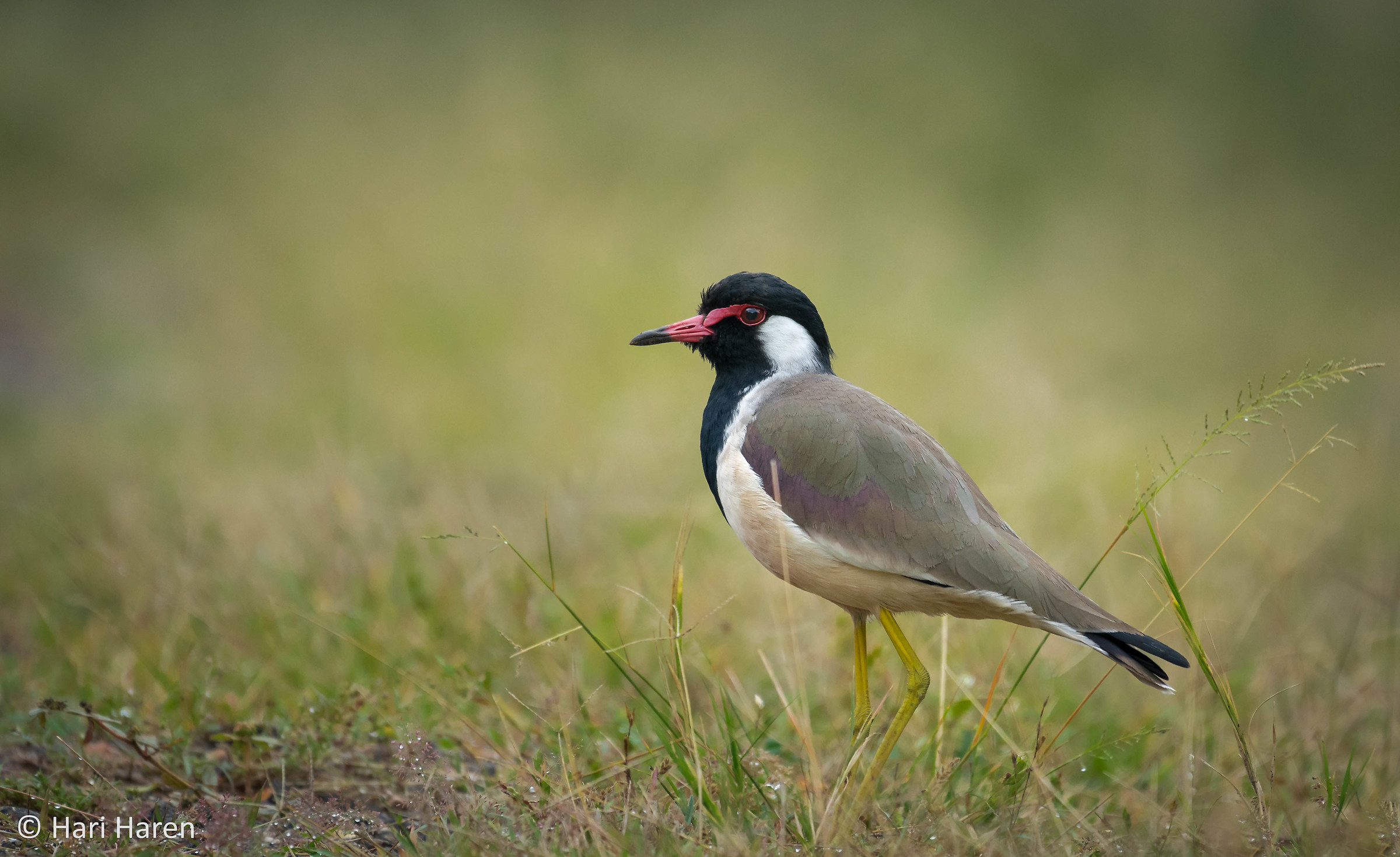 Red-wattled lapwing