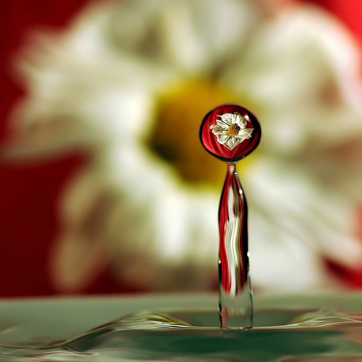 il fiore nella goccia