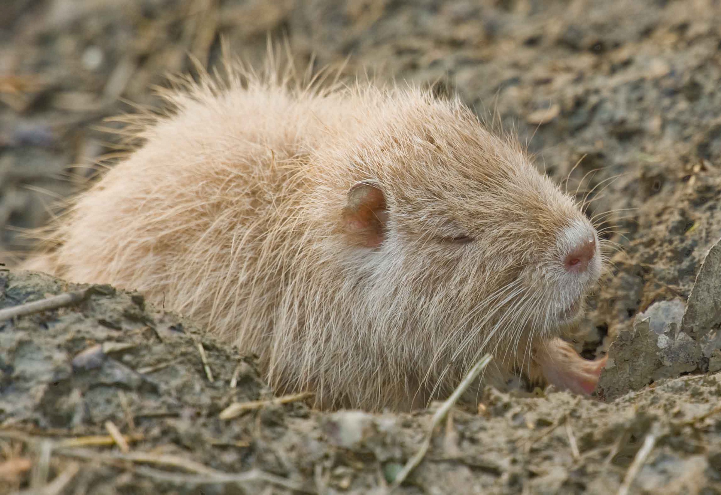 small albino nutria