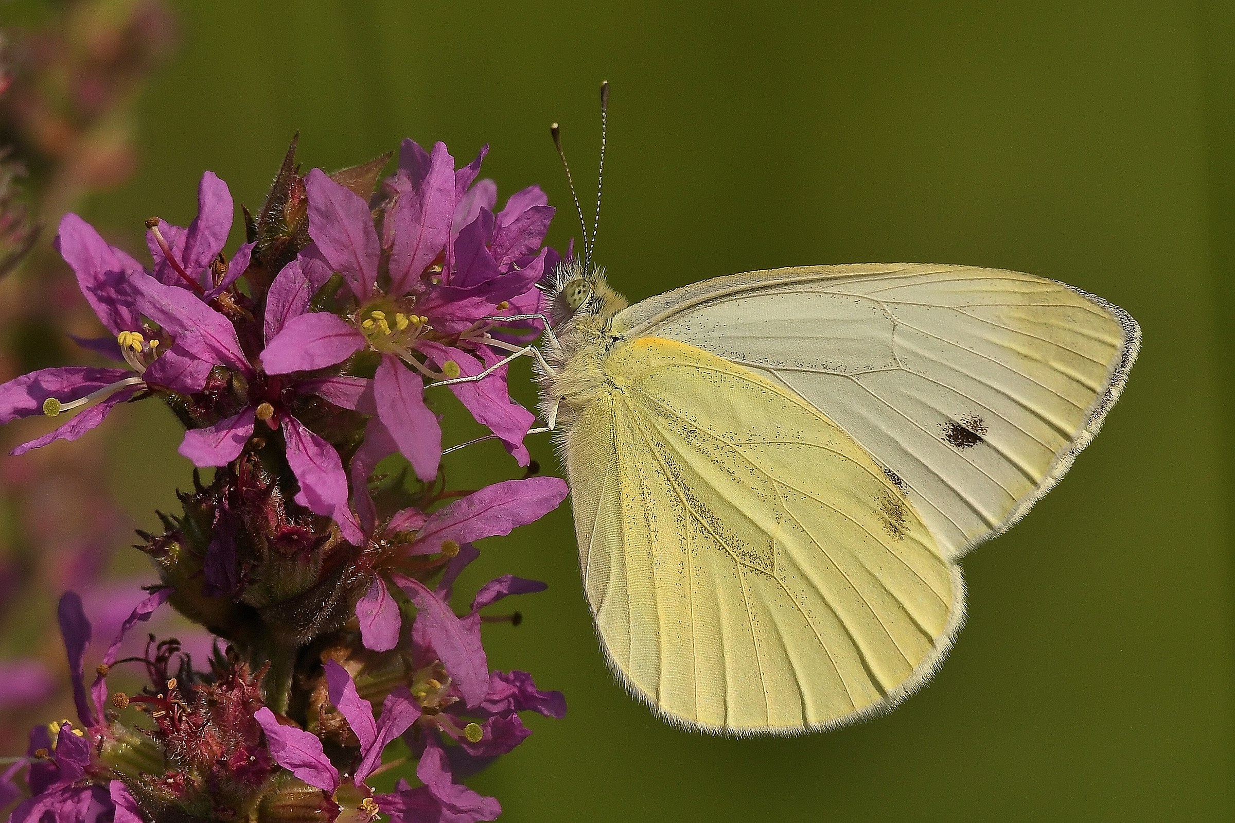 Pieris rapae