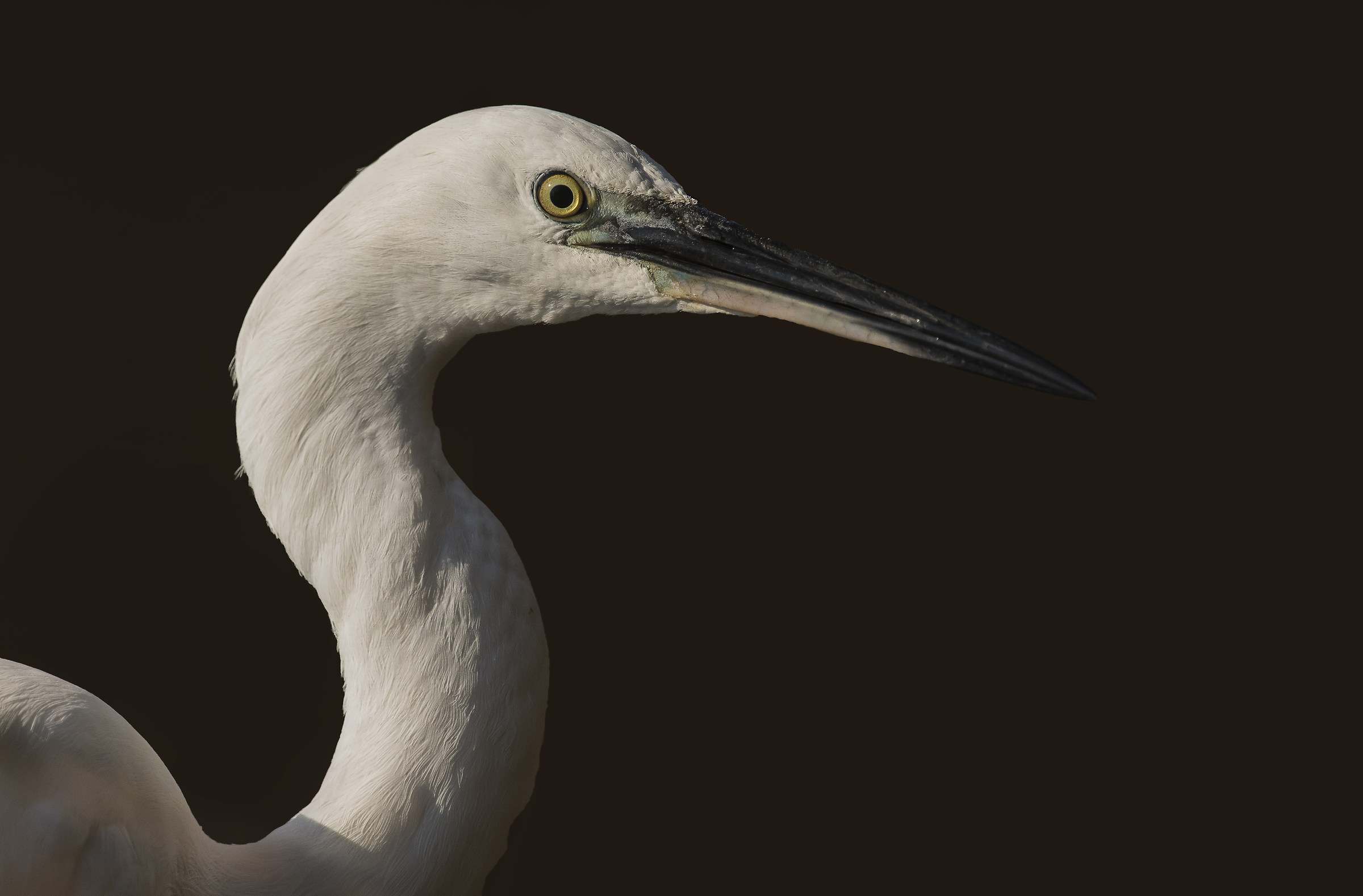 Egret