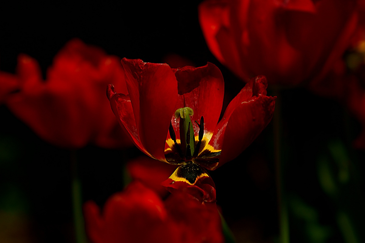 The Dark Side of the Spring