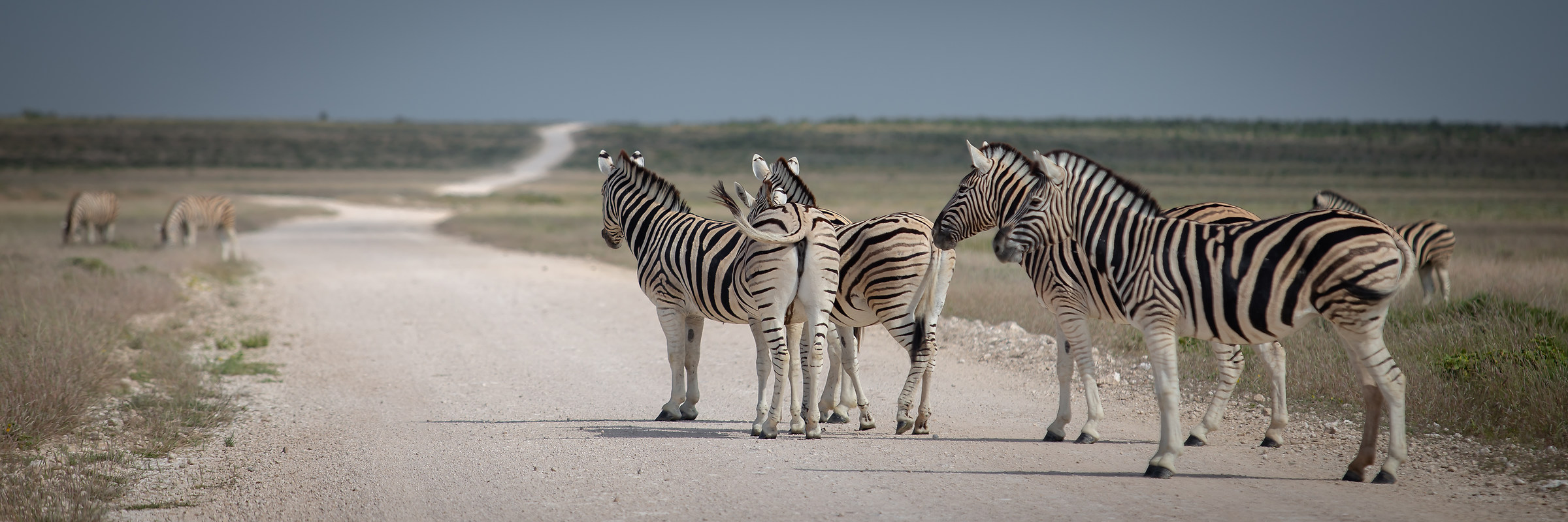 Zebras on the Road