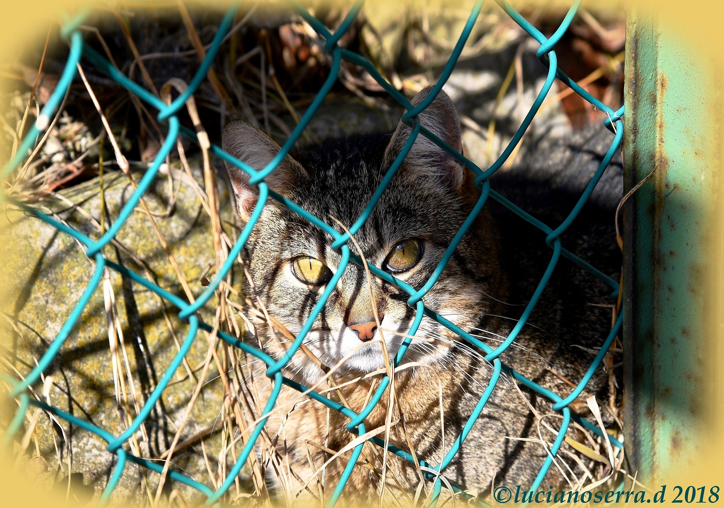 The micin's attempt to camouflage...