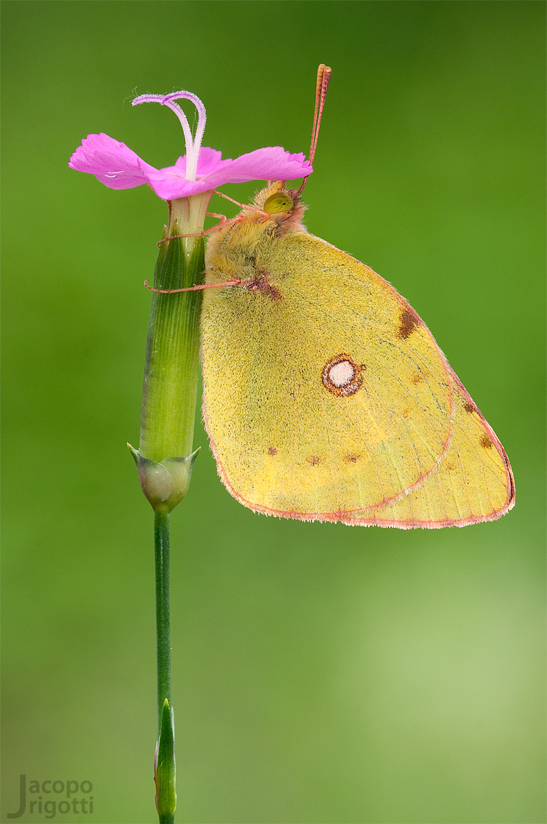 Colias Crocea