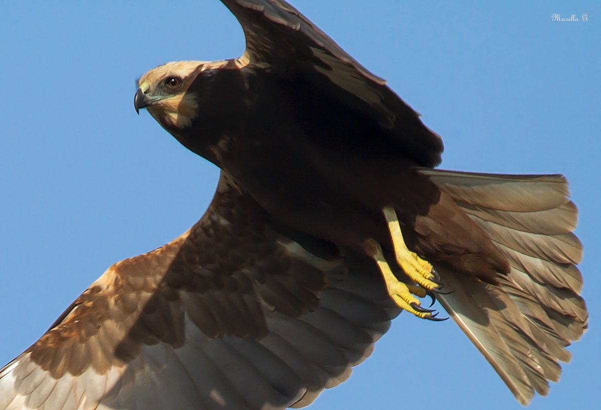 Falco di palude femmina