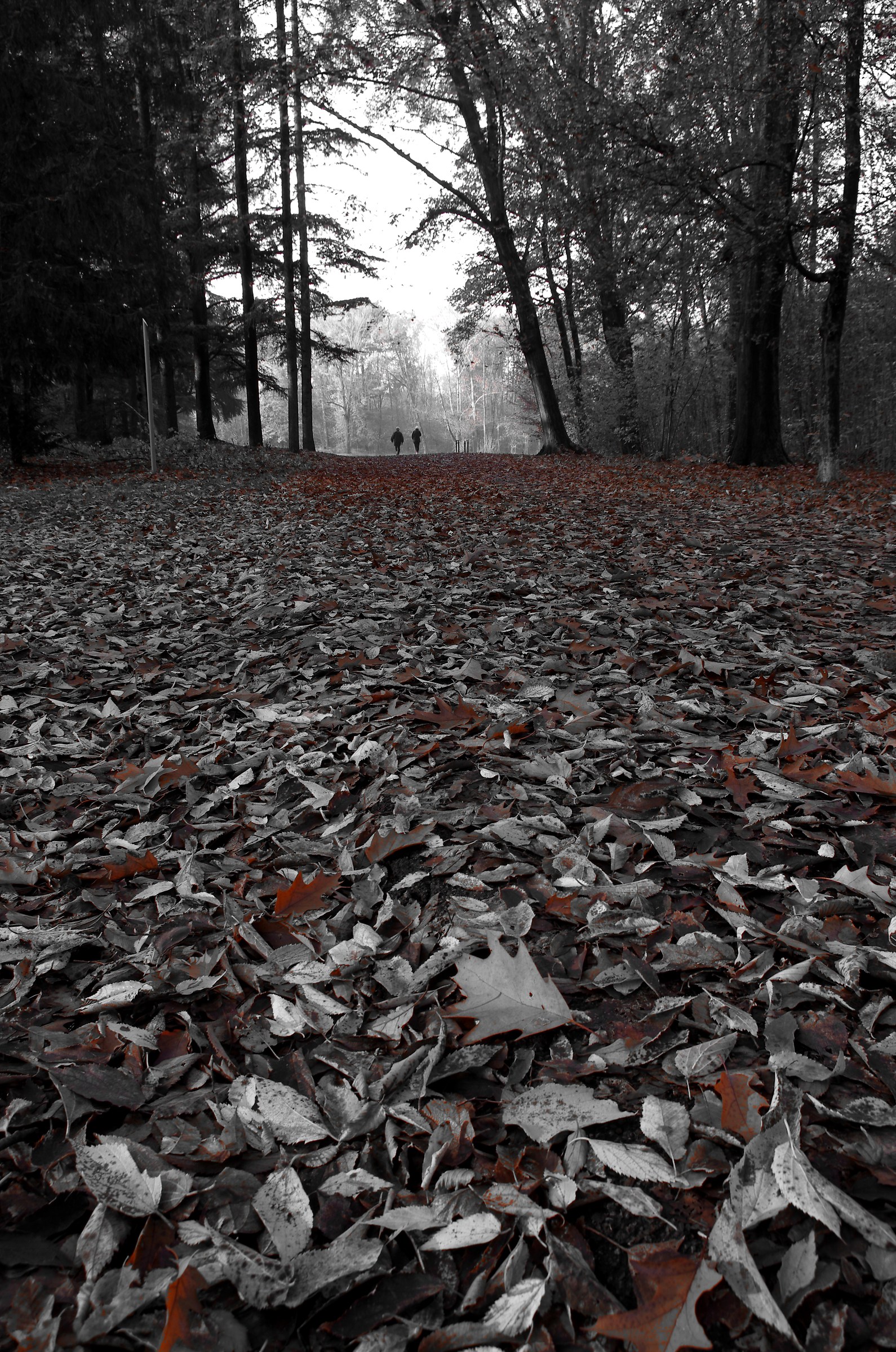 A forest corner in the city
