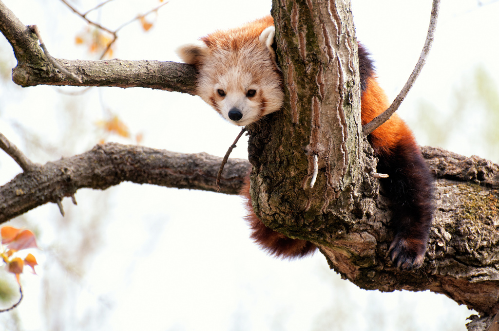 Panda Minore - Parco Natura Viva