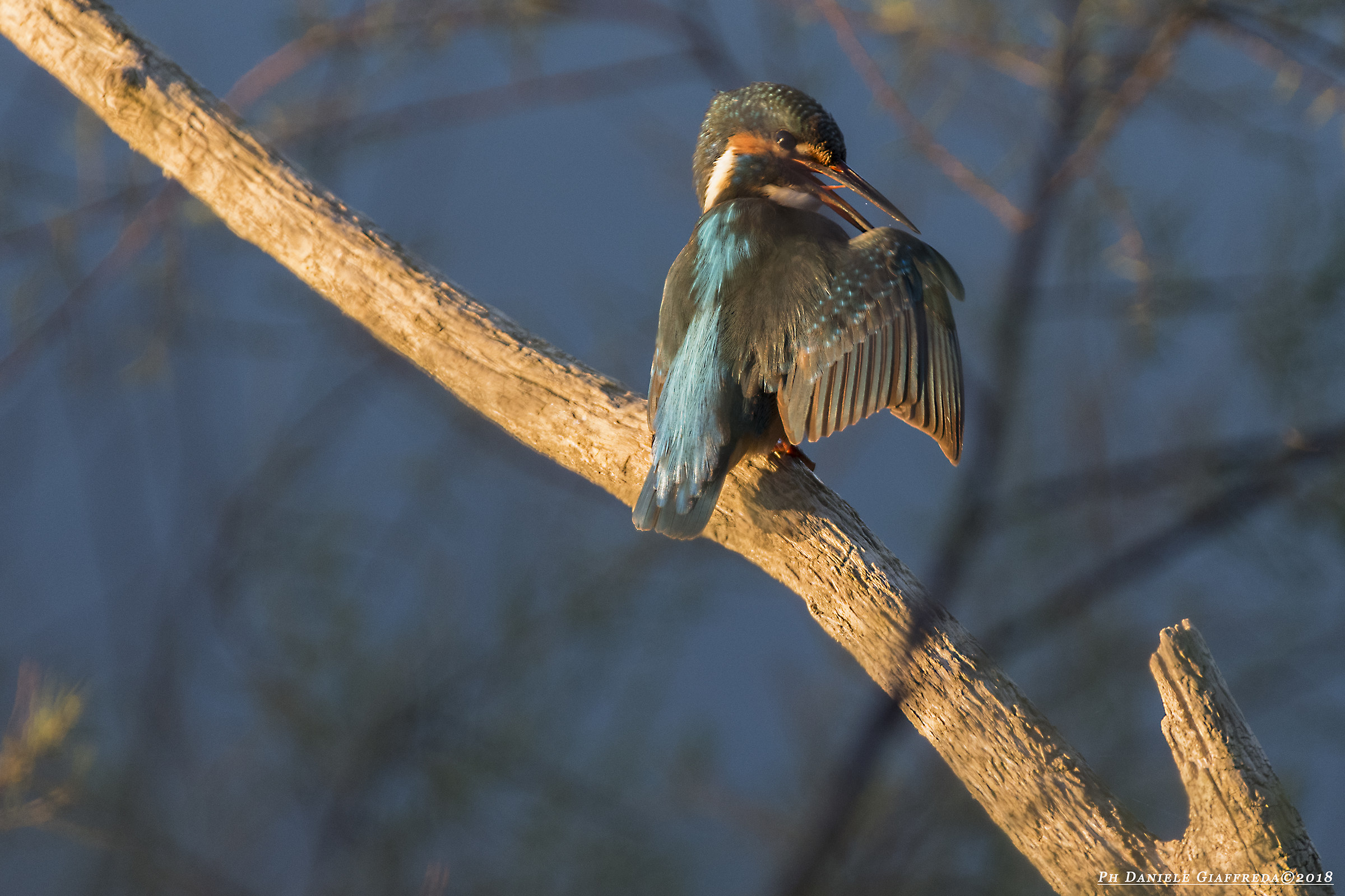 Kingfisher