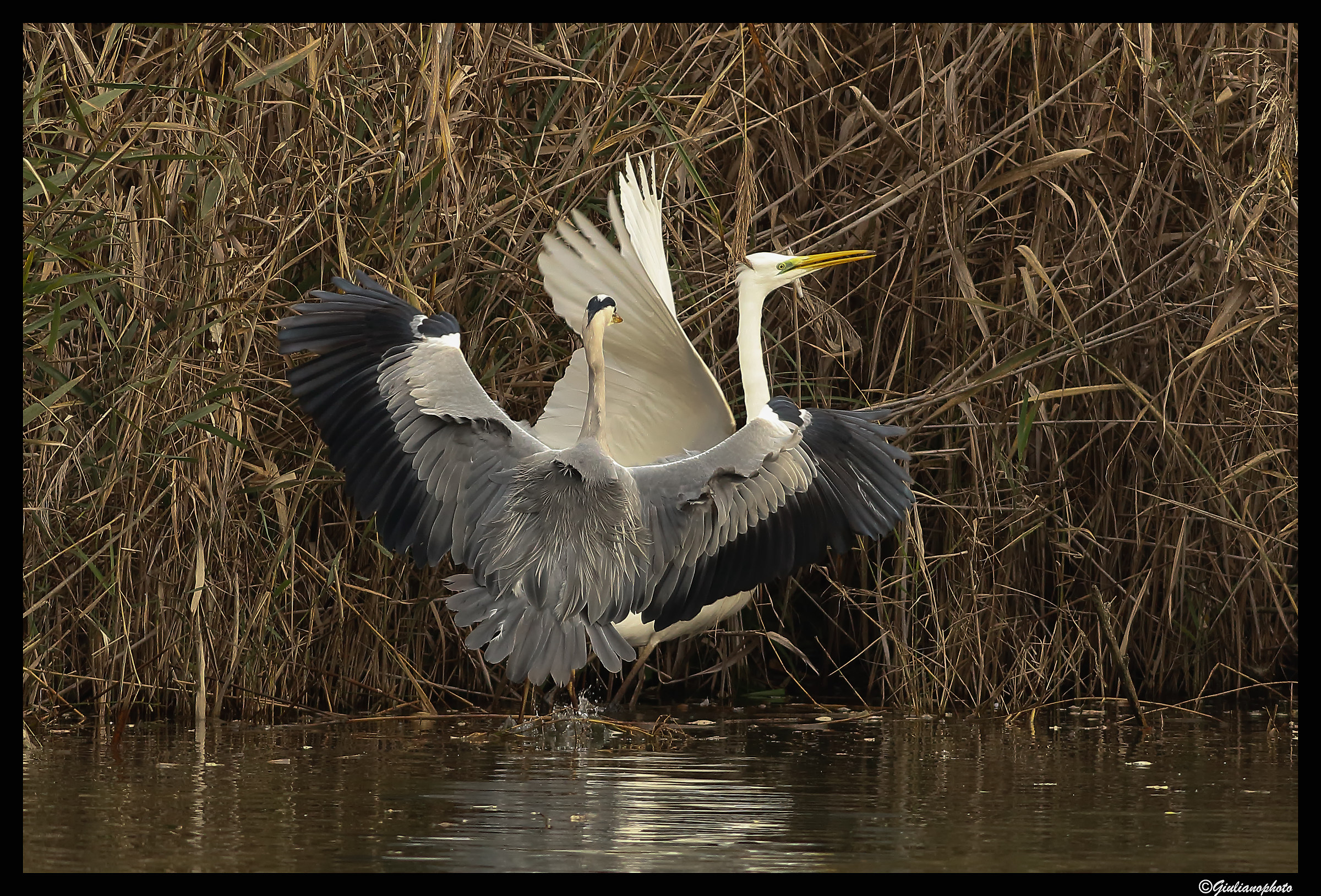 Let's do rissaaaa...