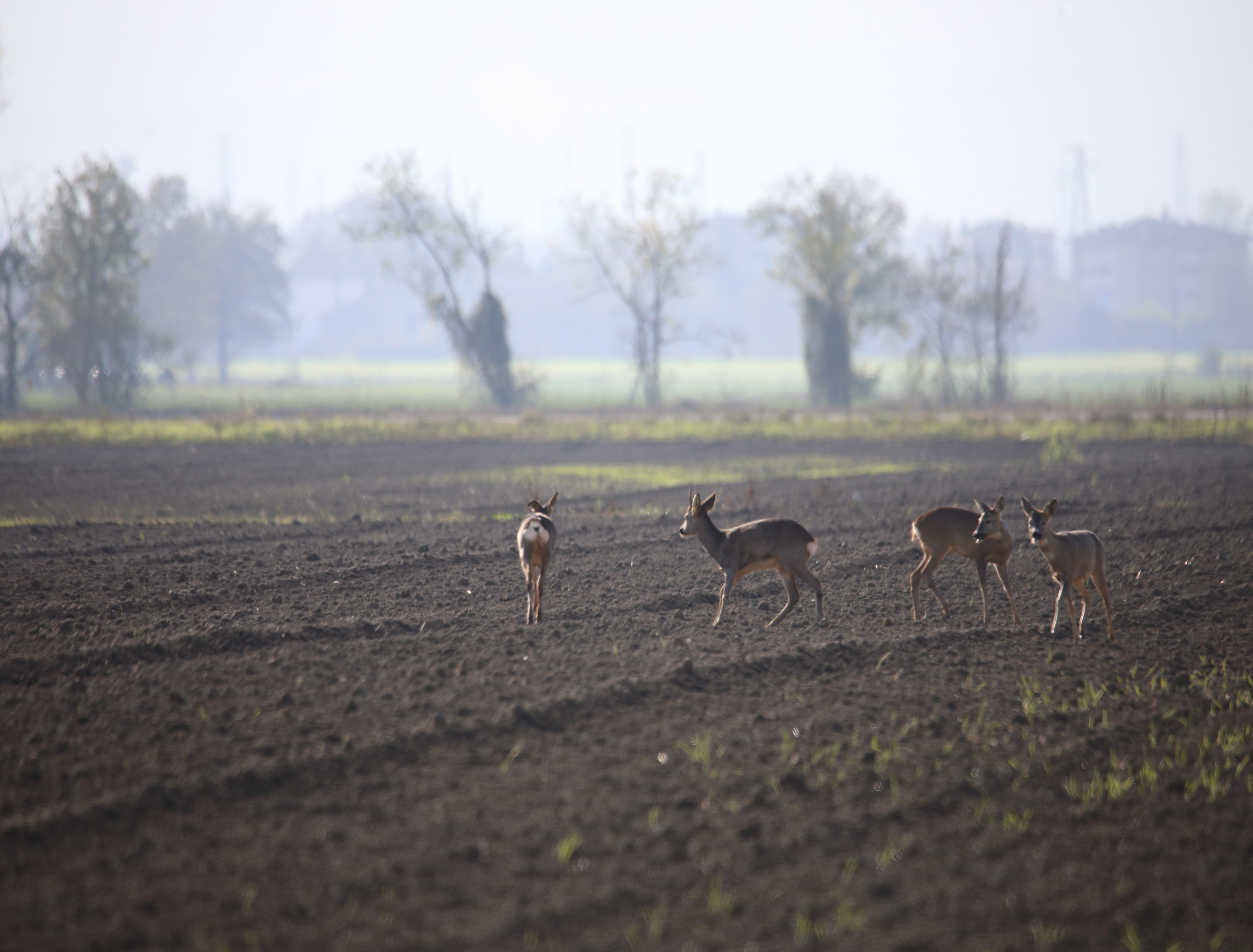 Roe deer on the outskirts of Parma