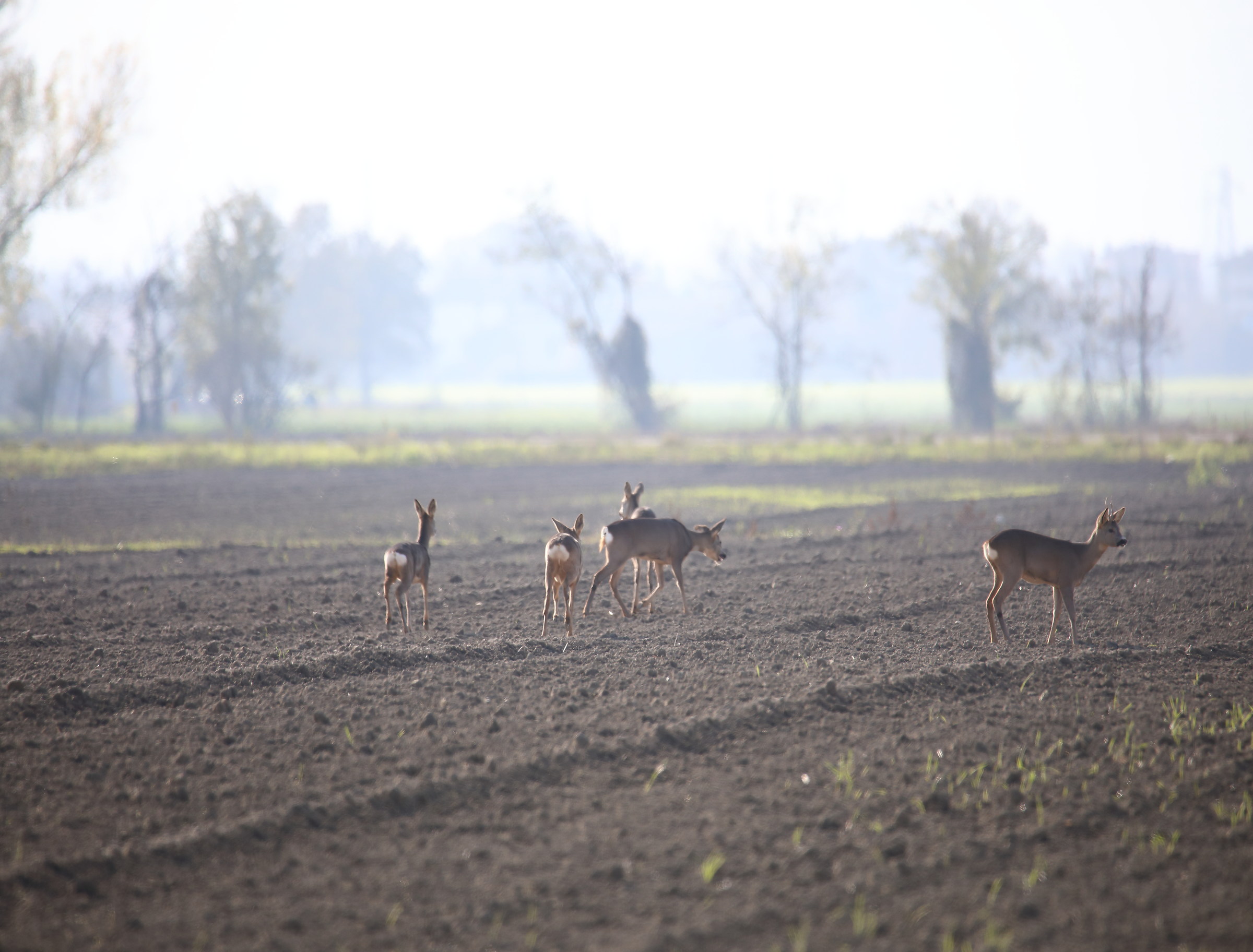 Roe deer on the outskirts of Parma