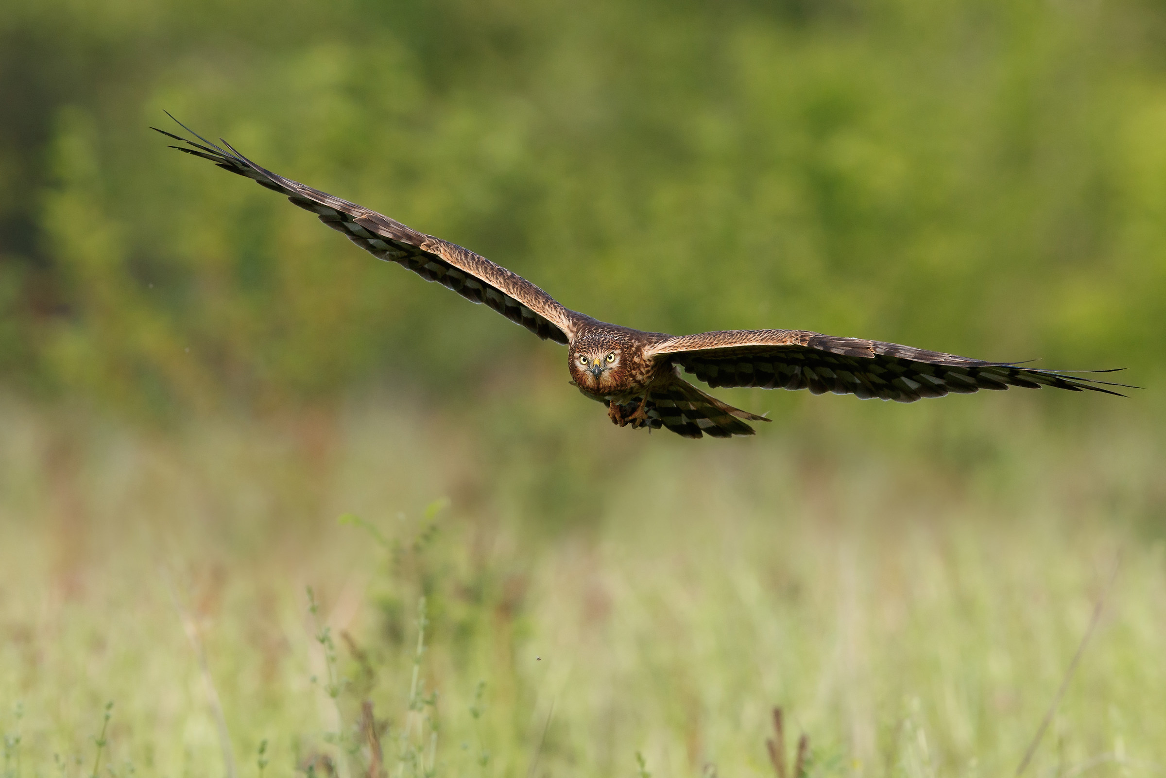 Albanella Minore femmina con preda