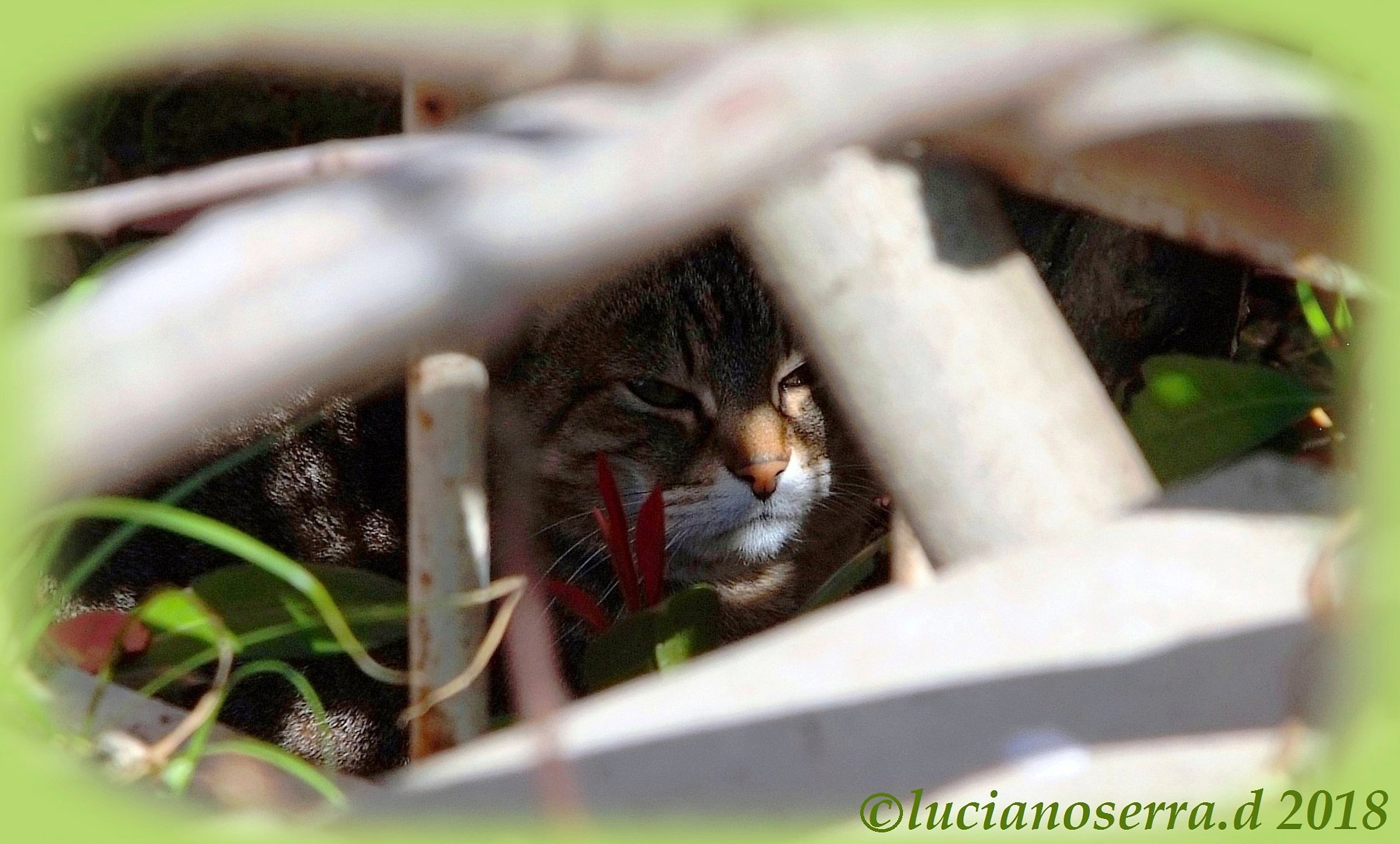 Micina's further attempt to camouflage...