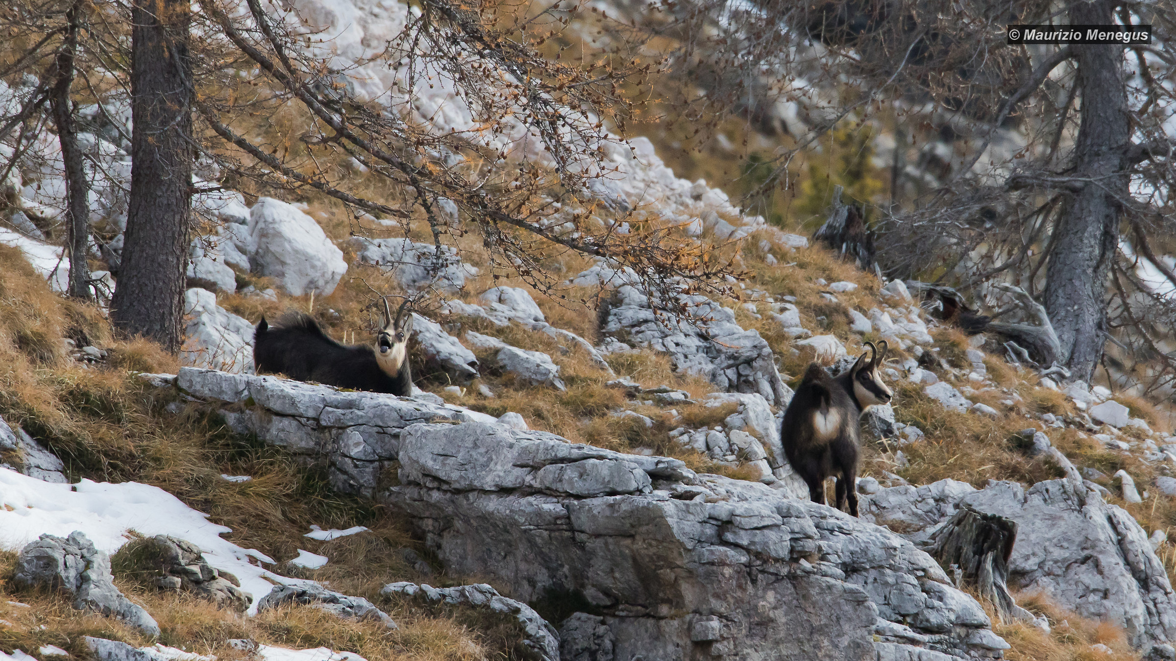 Camosci maschi, atteggiamenti di sfida