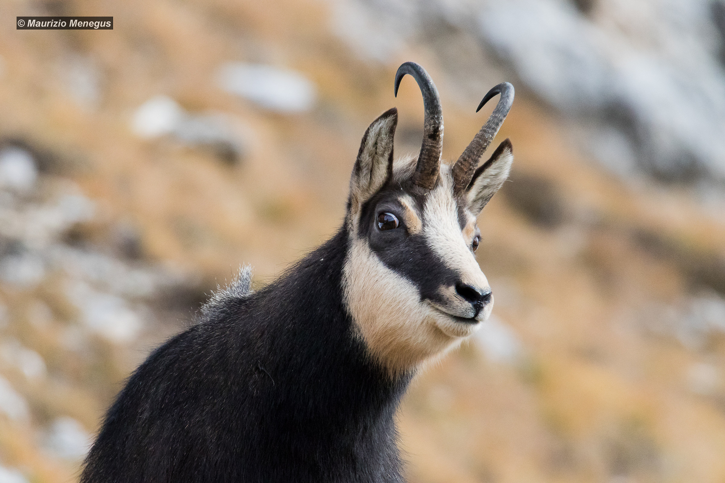 Maschio maturo in primo piano
