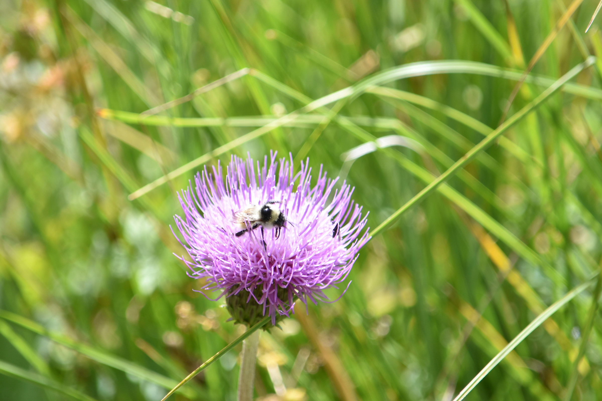 Flower with Insect