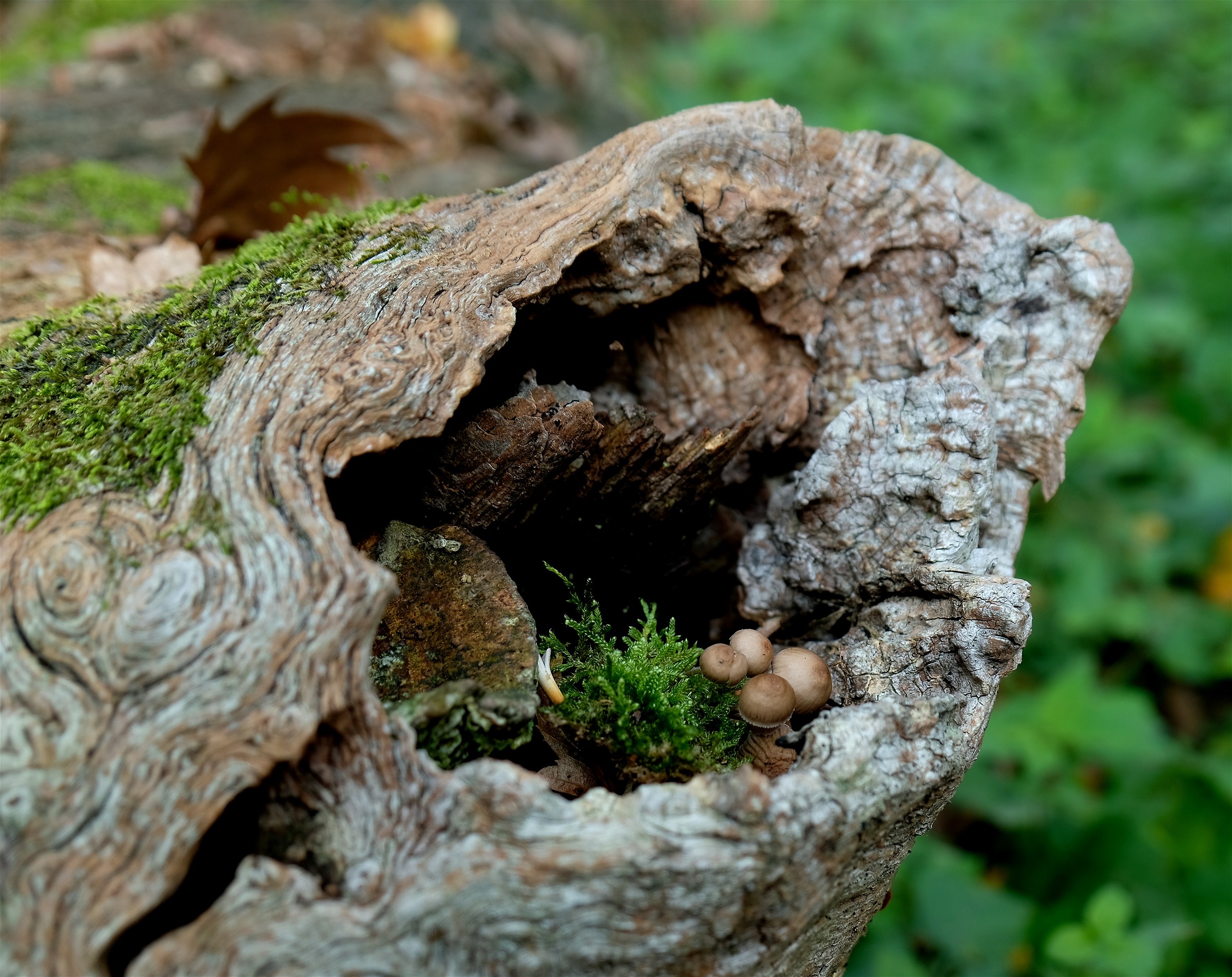 Composizione naturale d'autunno
